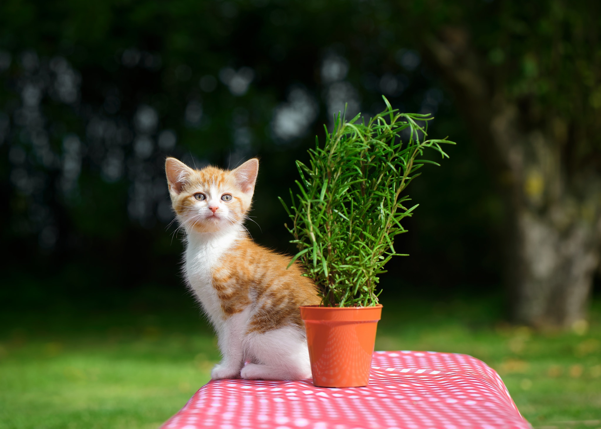 Baby Animal Kitten Pet 2048x1463