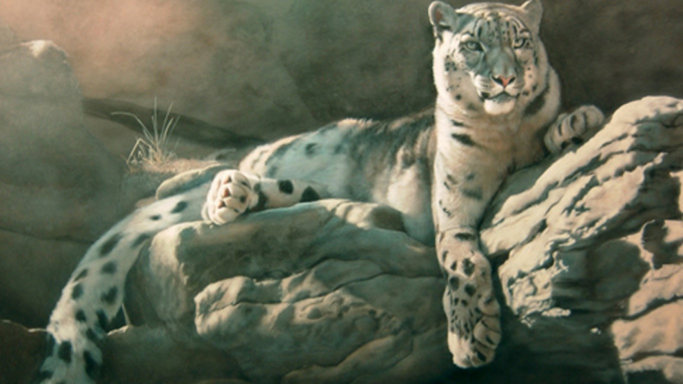 Animal Snow Leopard 1366x768