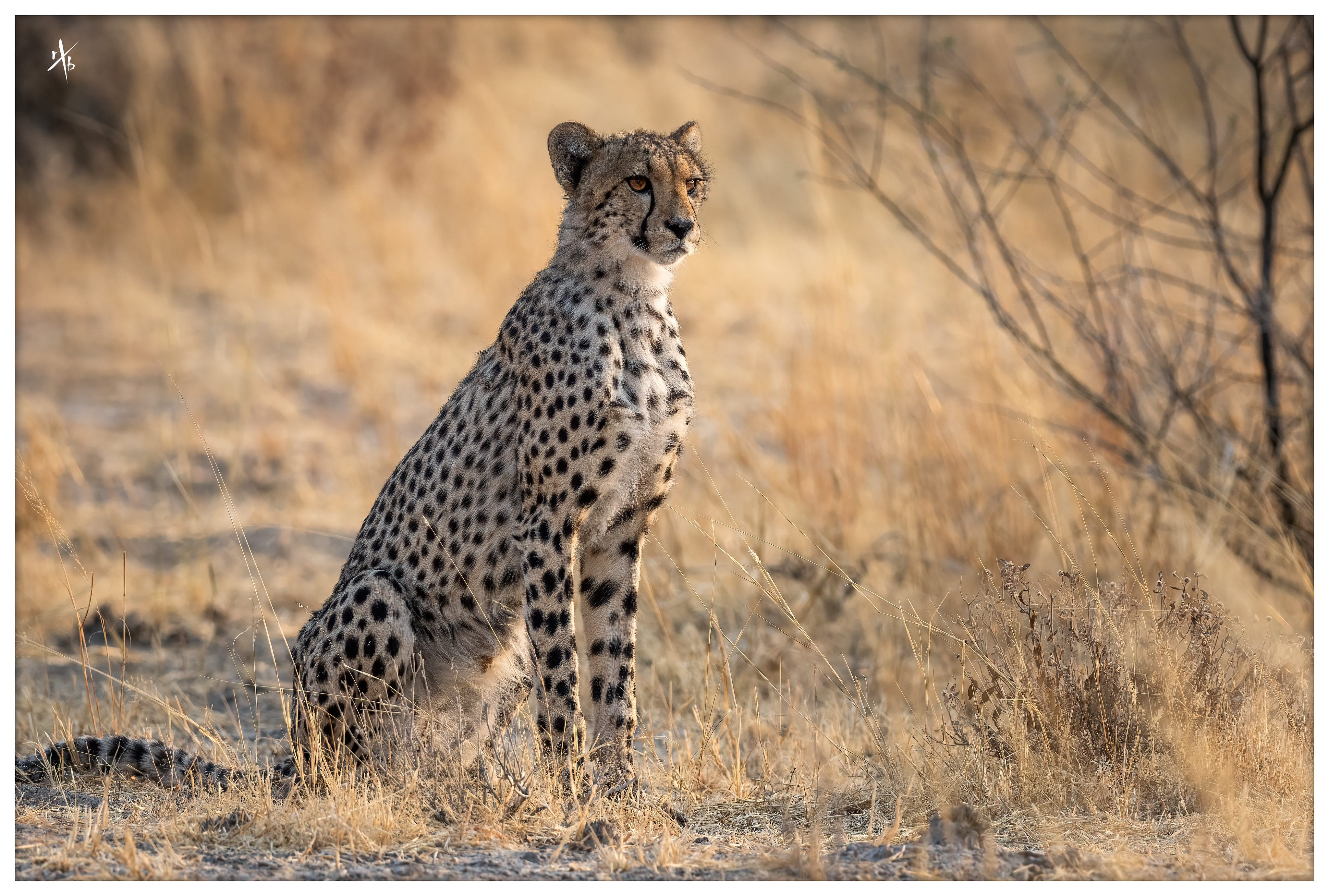 Wildlife Cheetah Nature Feline Big Cats Mammals 4096x2762
