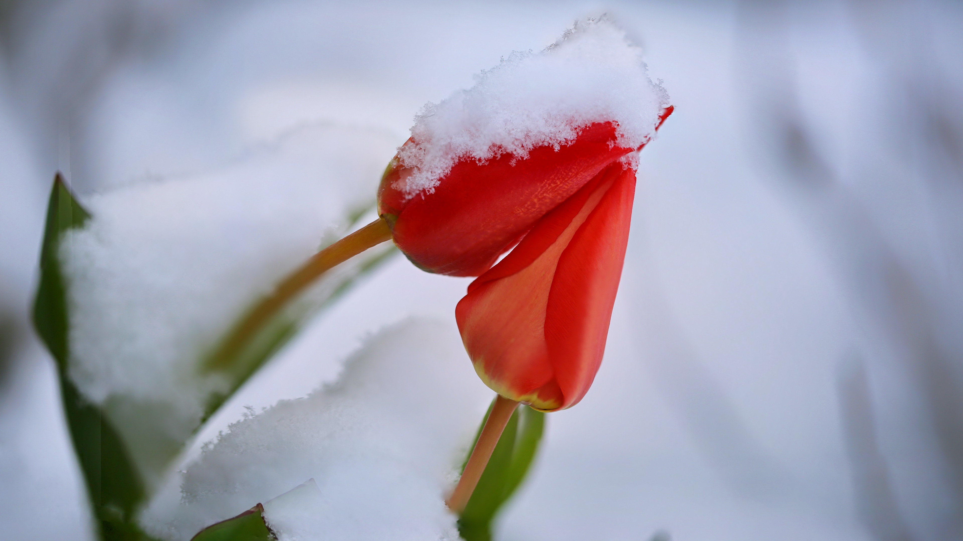 Flowers Snow Plants Red Flowers Tulips 3840x2160