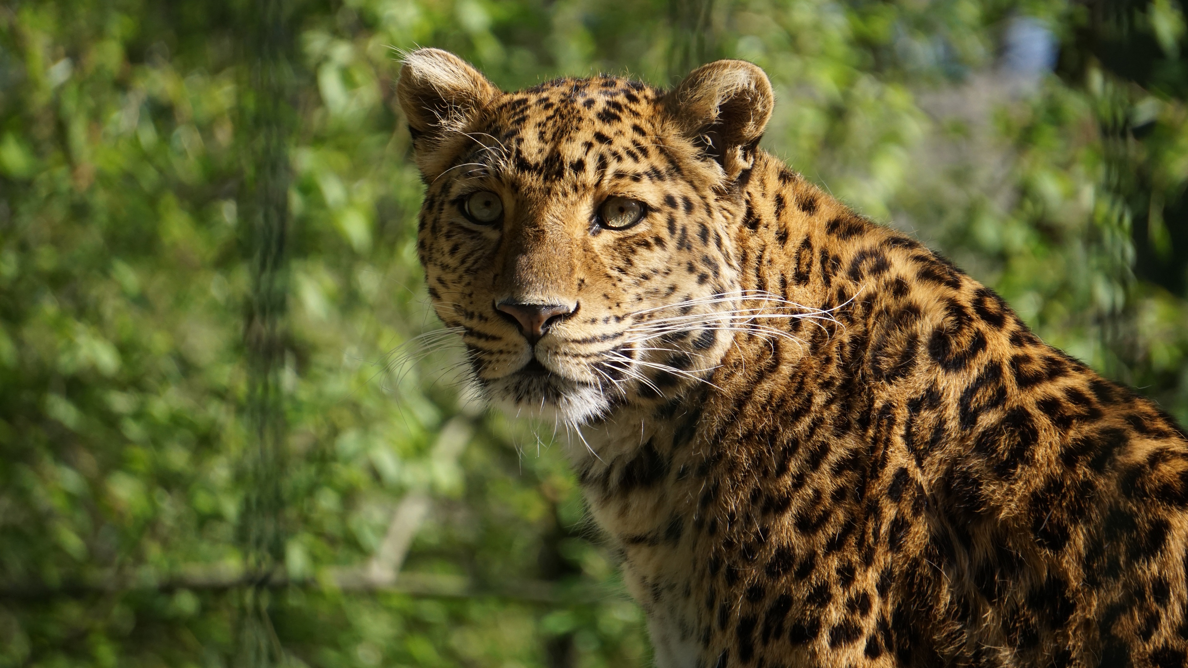 Big Cat Leopard Wildlife Predator Animal 3840x2160