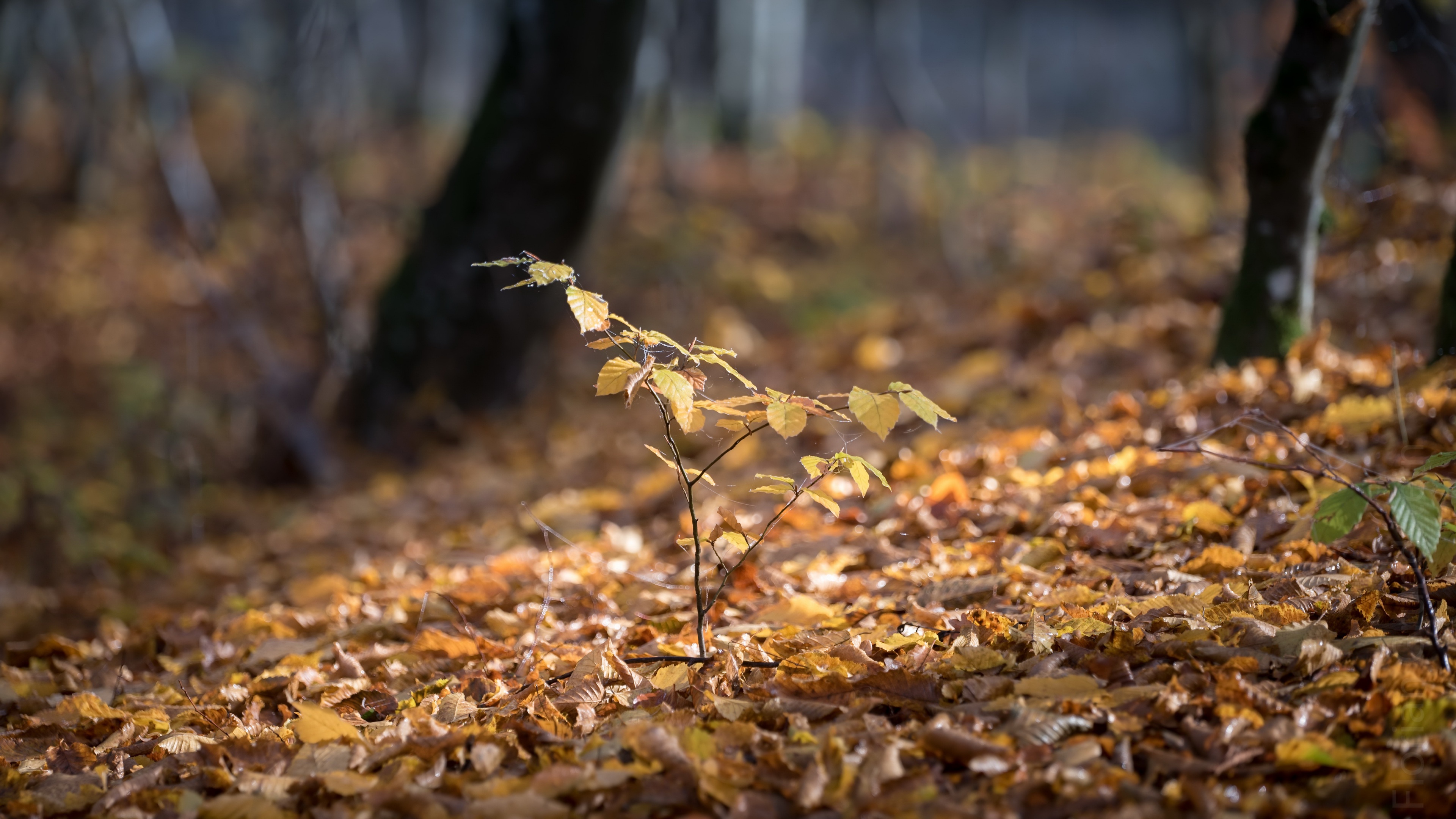 Fall Foliage Sprout 3840x2160