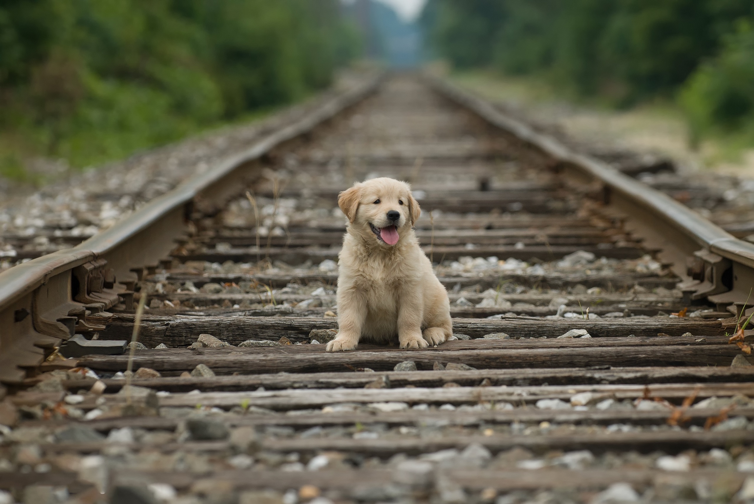 Baby Animal Dog Golden Retriever Pet Puppy 2560x1714