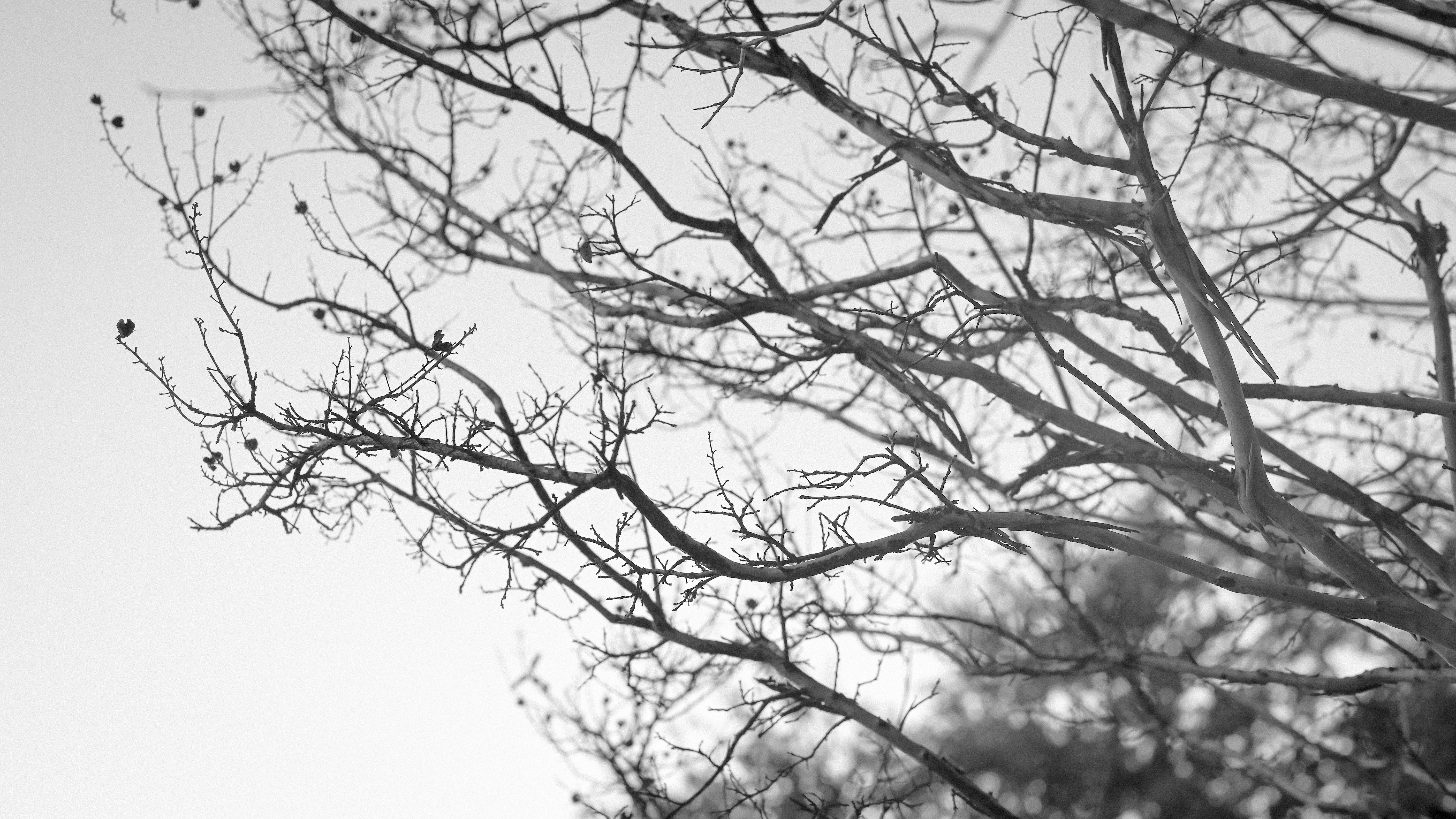 Nature Fall Trees Dead Trees Photography Outdoors Monochrome Plants 6016x3384