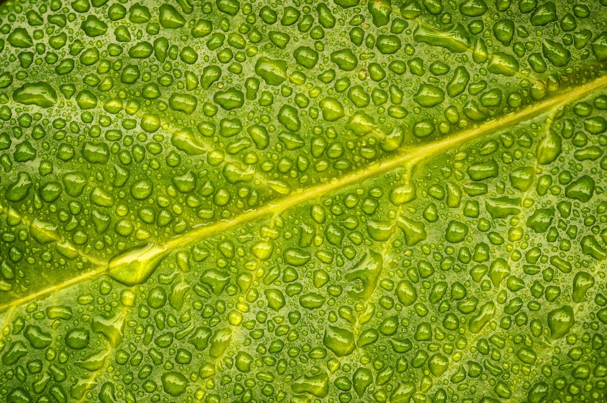 Macro Green Leaf 2048x1361