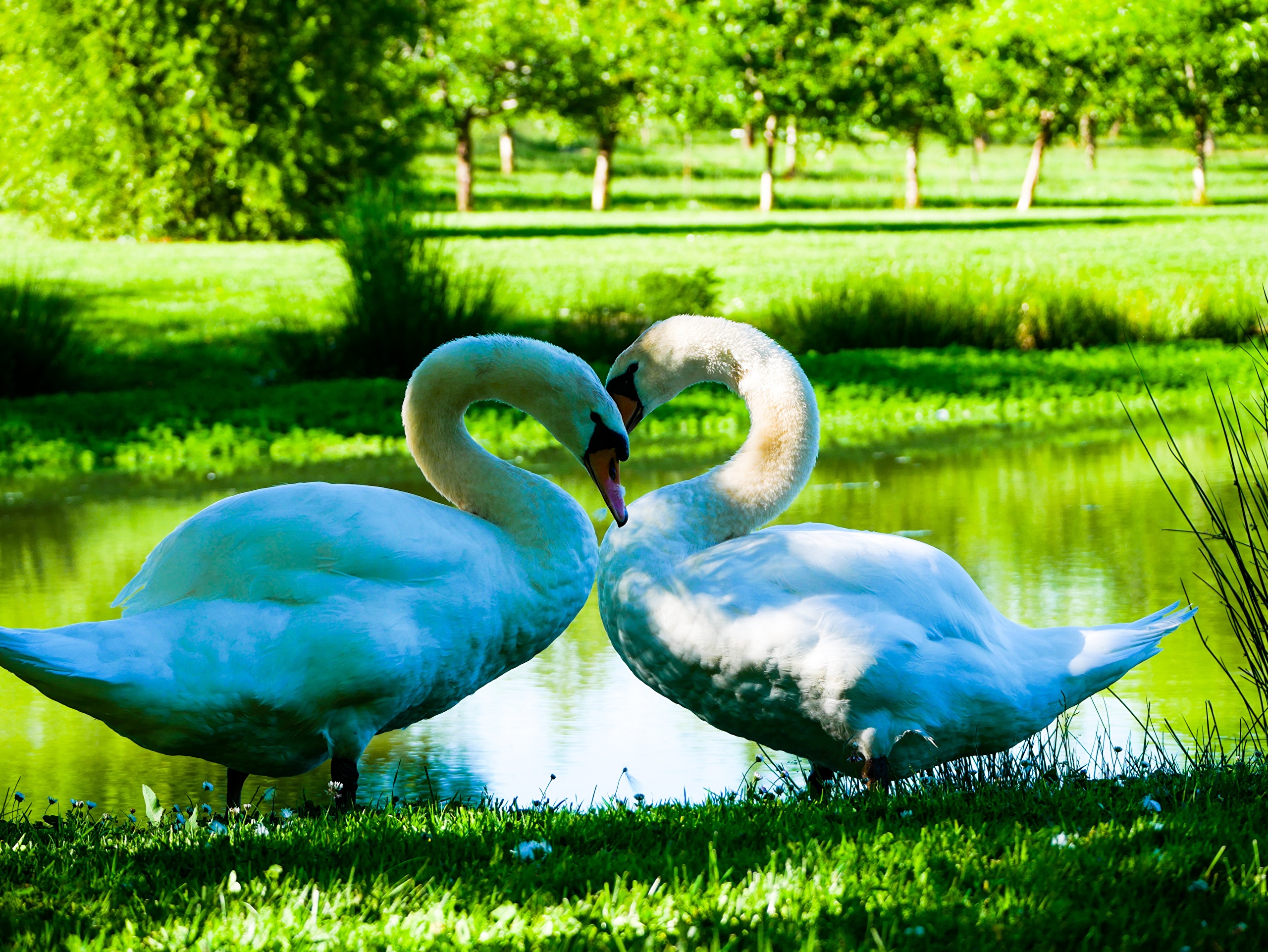 Bird Swan Wildlife 2560x1922