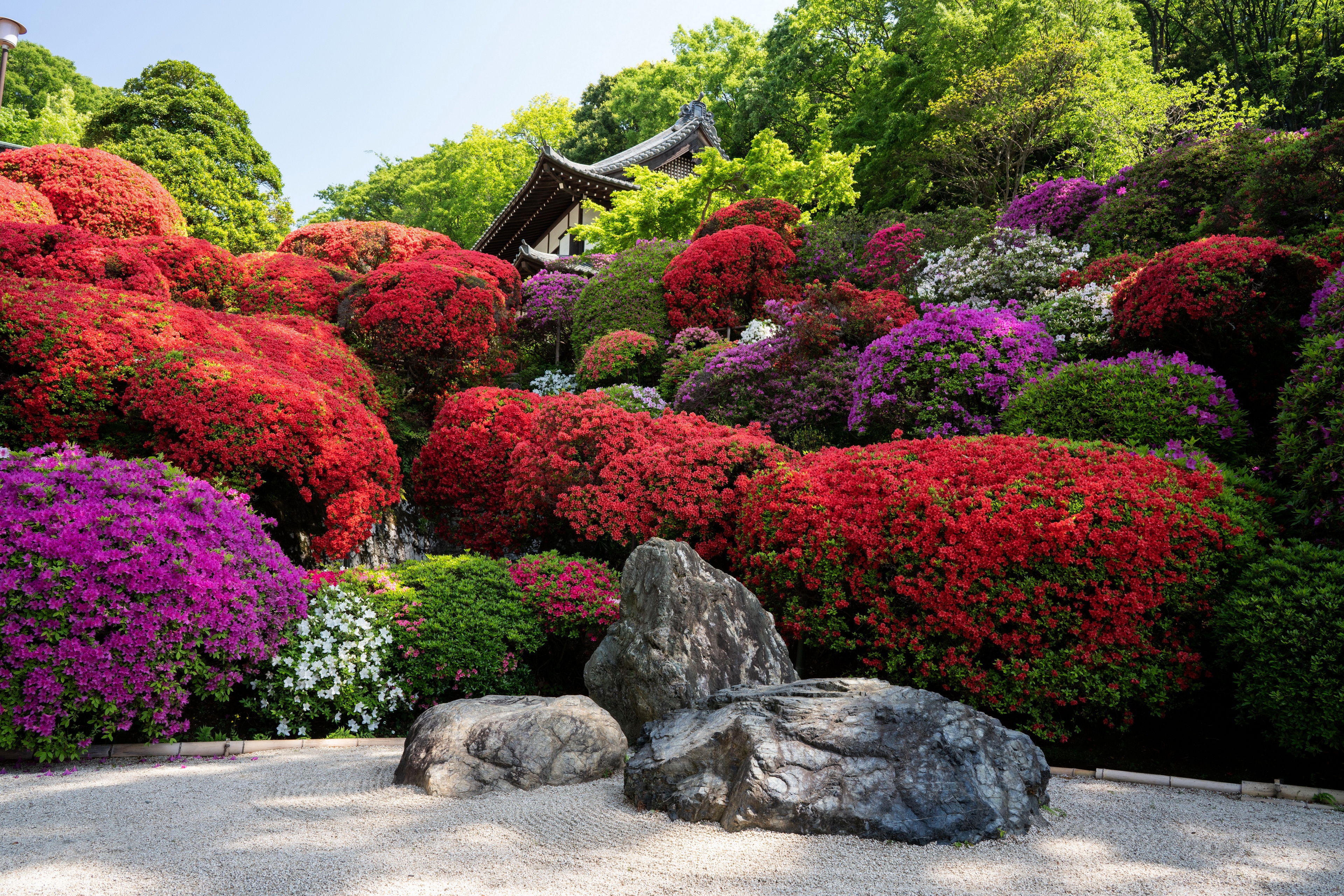 Rhododendron Flowers Japan Kyoto Garden Stone 3840x2560
