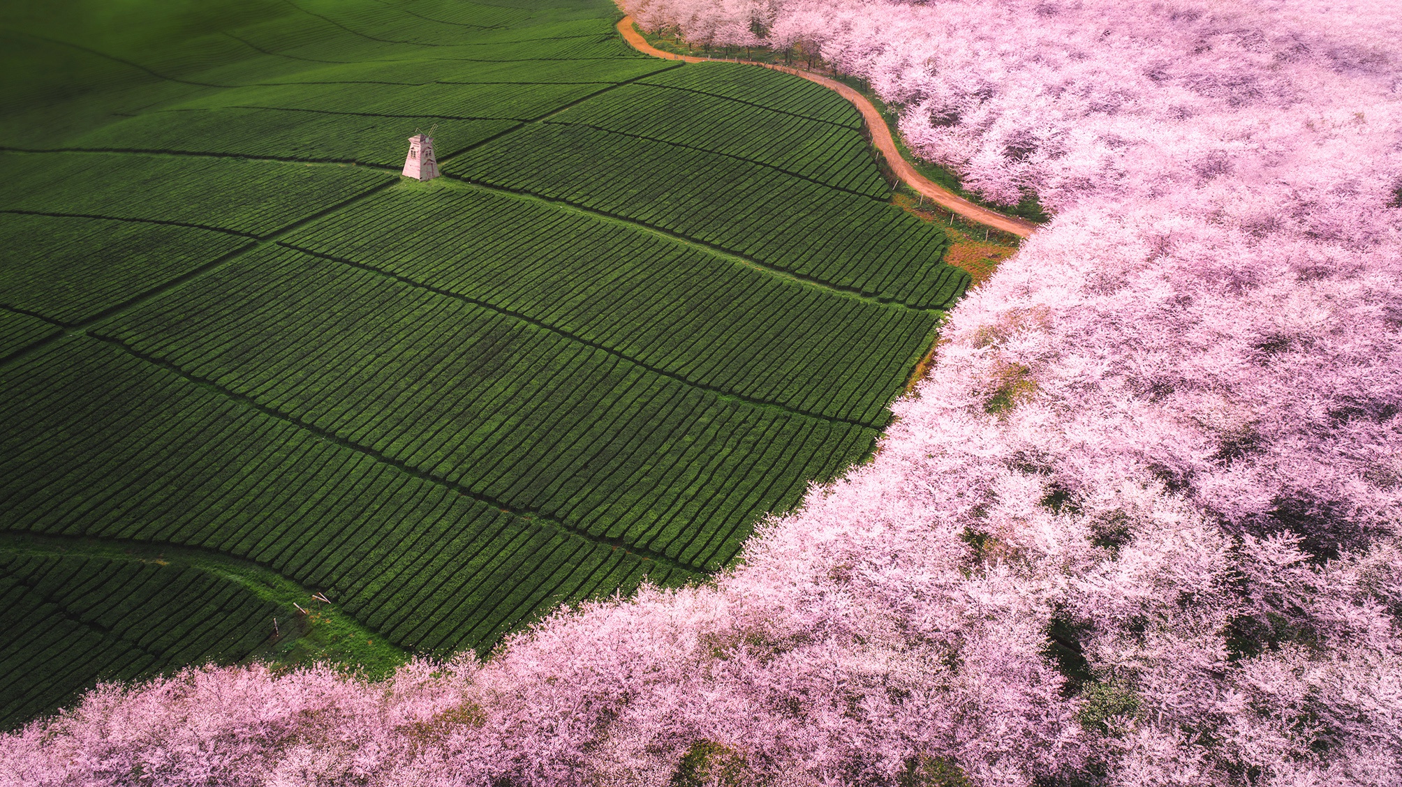 Field Aerial Blossom Nature 2008x1128