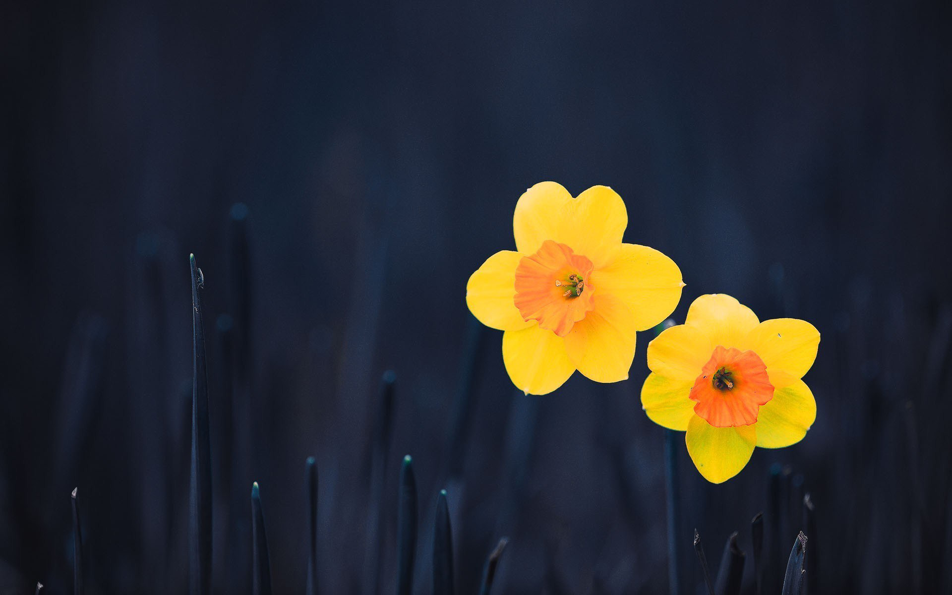 Daffodil Flower Nature Yellow Flower 1920x1200