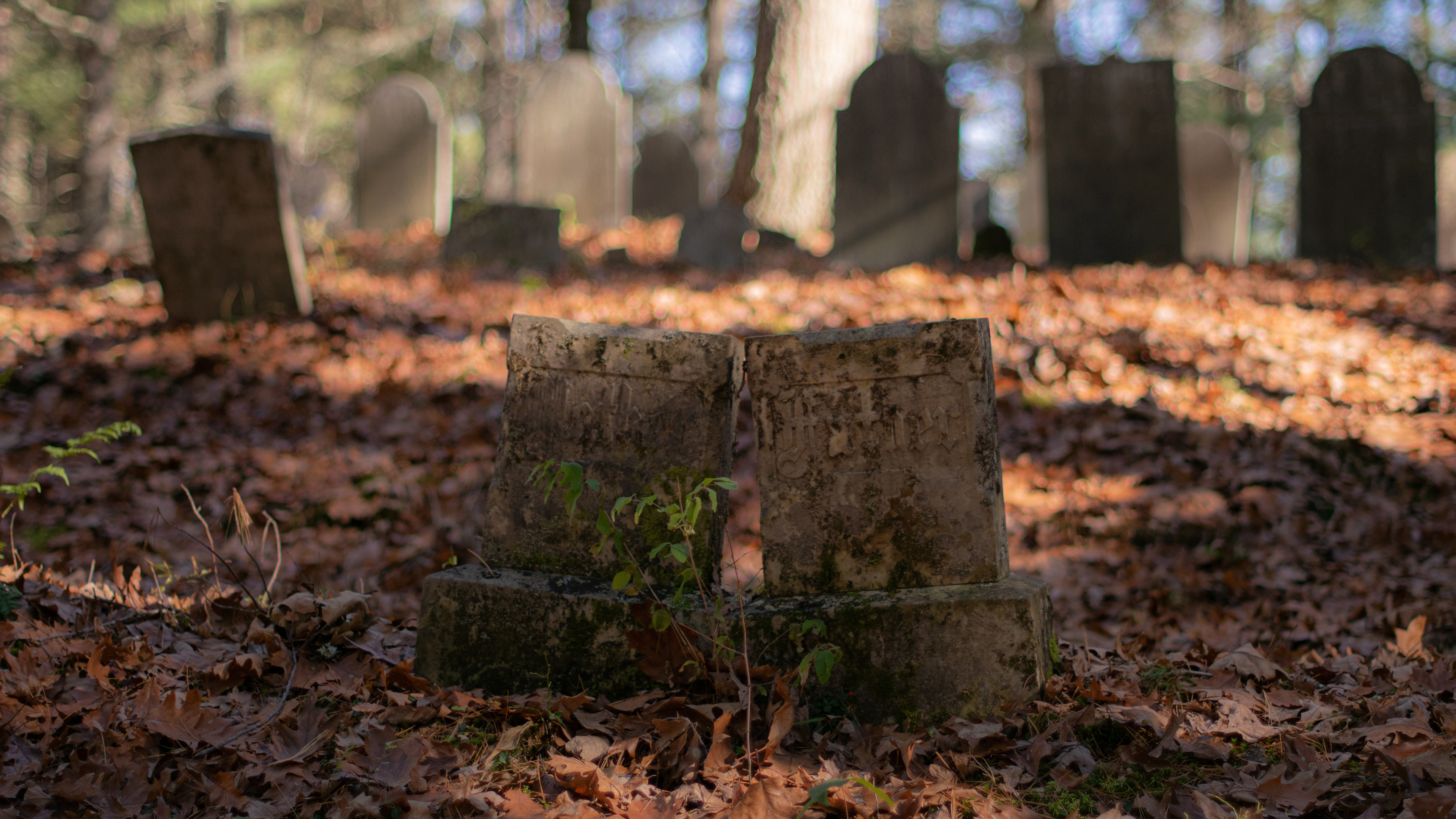 Cemetery Tombstones Foliage Leaves Fall Kyle Larivee 3840x2160