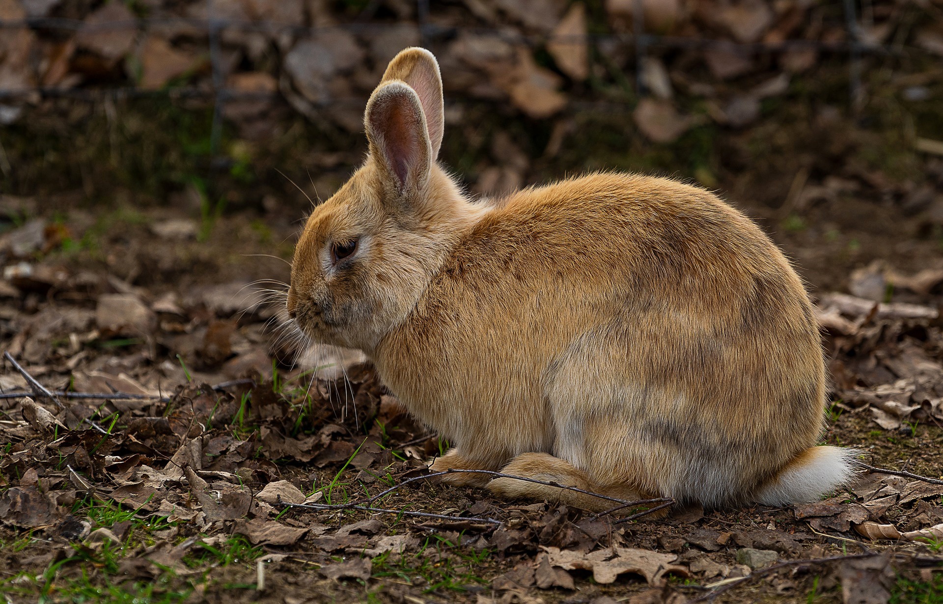 Animal Rabbit 1920x1230
