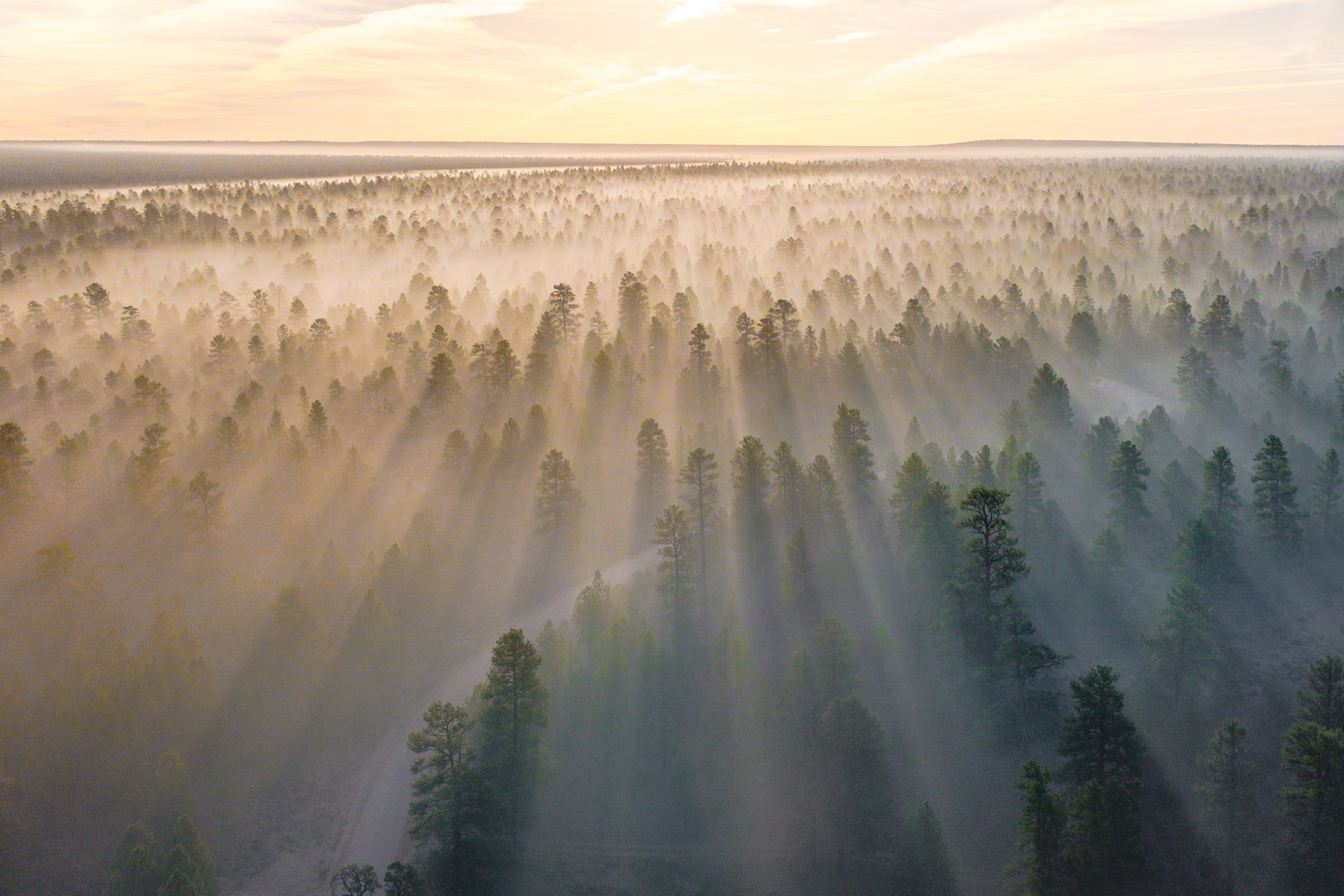 Dawn Mist Forest Drone Photo Grainy 6000x4001