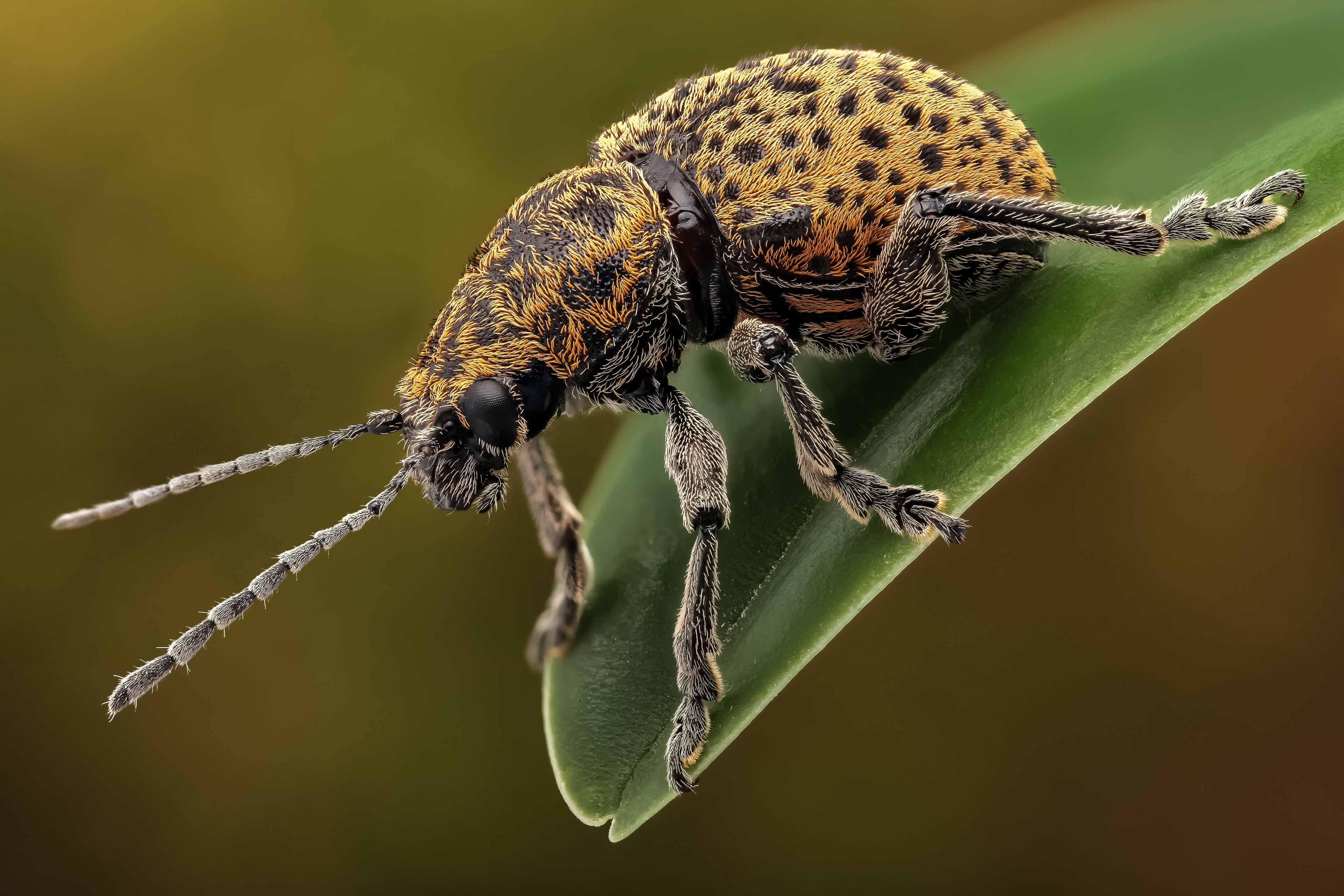 Beetle Insect Macro Leaves Depth Of Field 3840x2560