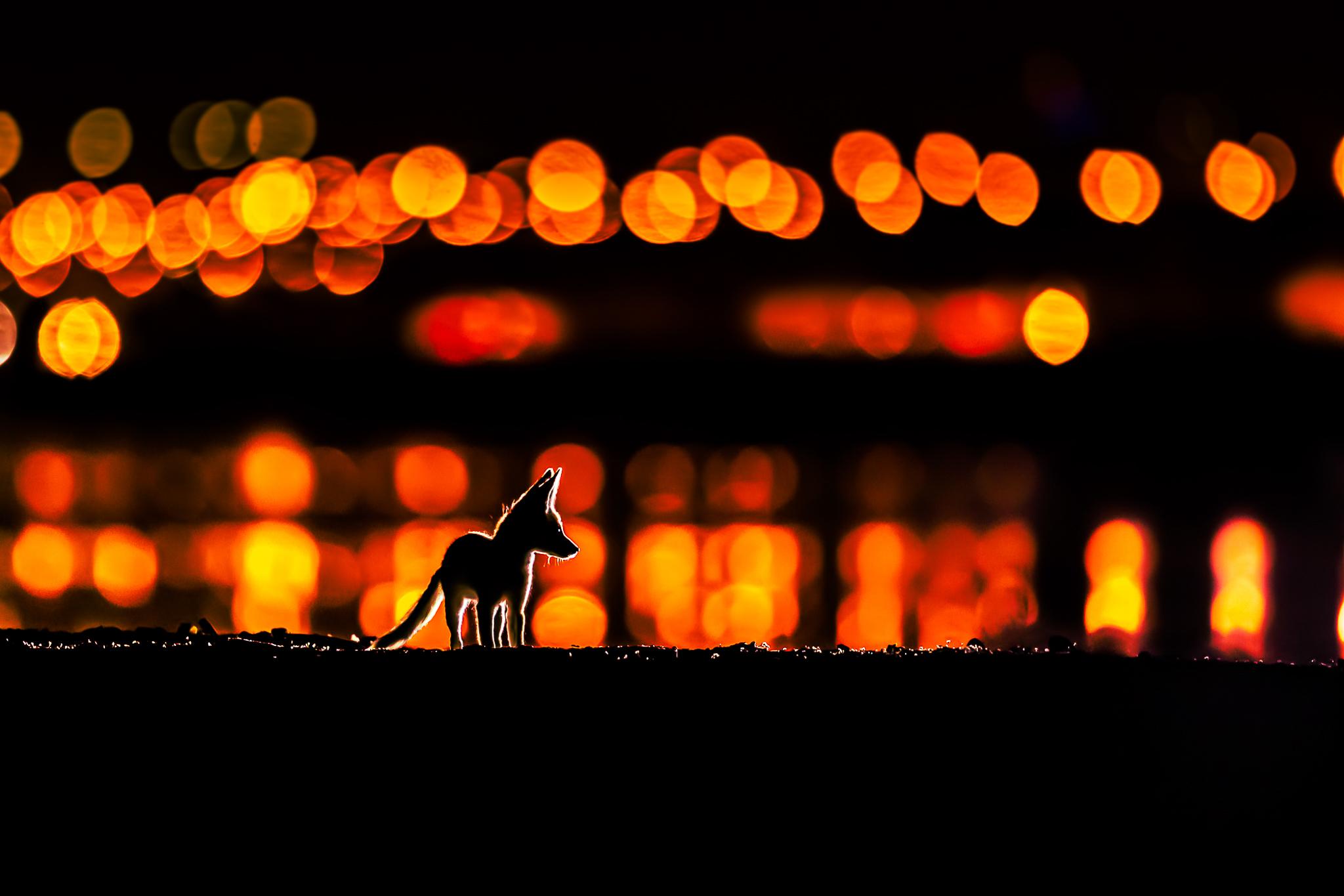Animals Bokeh Night Mohammad Murad Kuwait City Lights Fox Baby Animals Silhouette 2048x1365