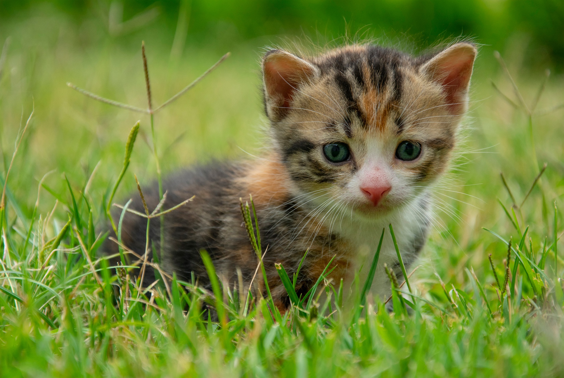 Baby Animal Kitten Pet 1920x1289