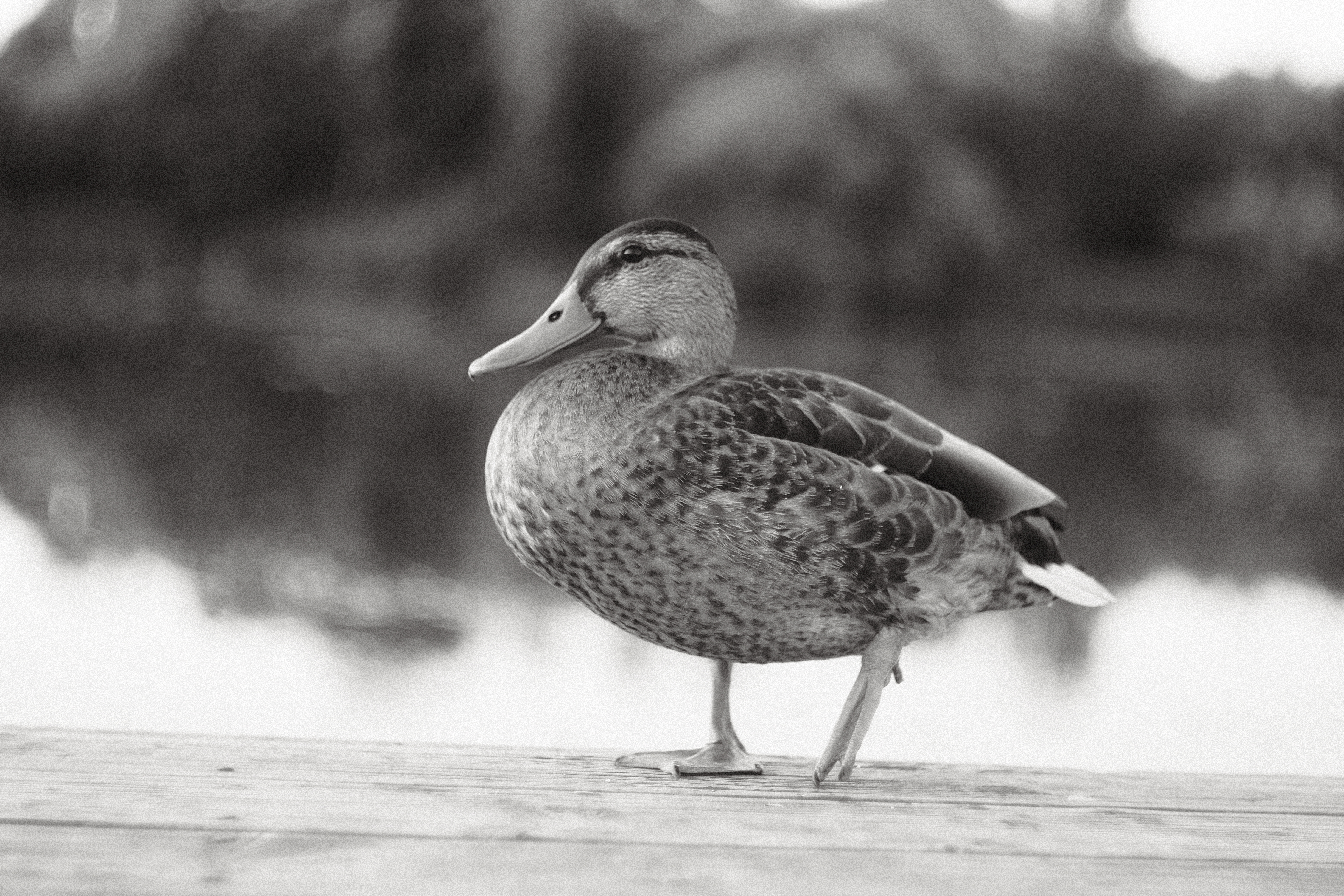 Fujifilm Monochrome Birds Mallard Mallard Duck Ducks Animals Nature 6240x4160
