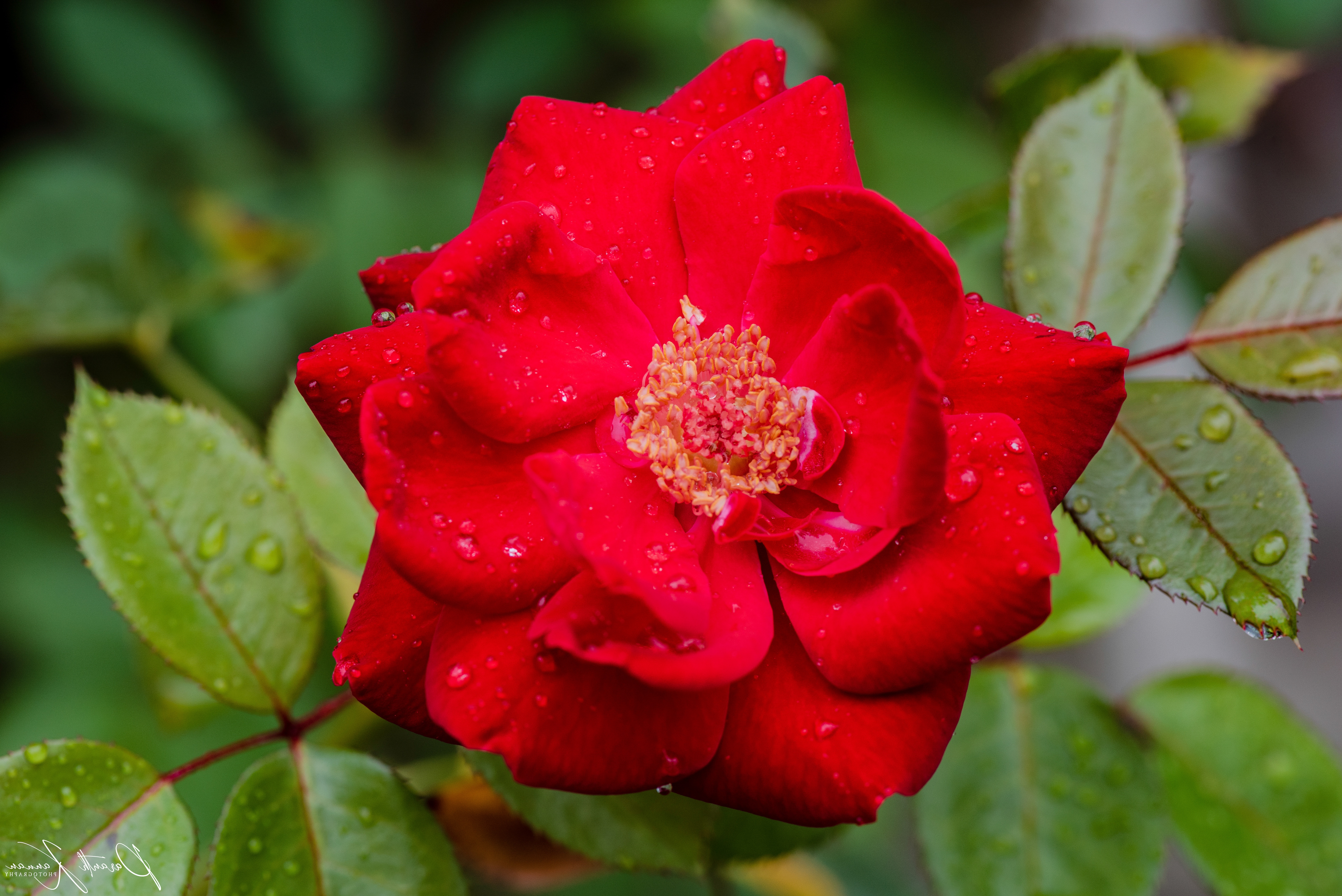 Macro Red Flower Red Rose Raindrops 6016x4016