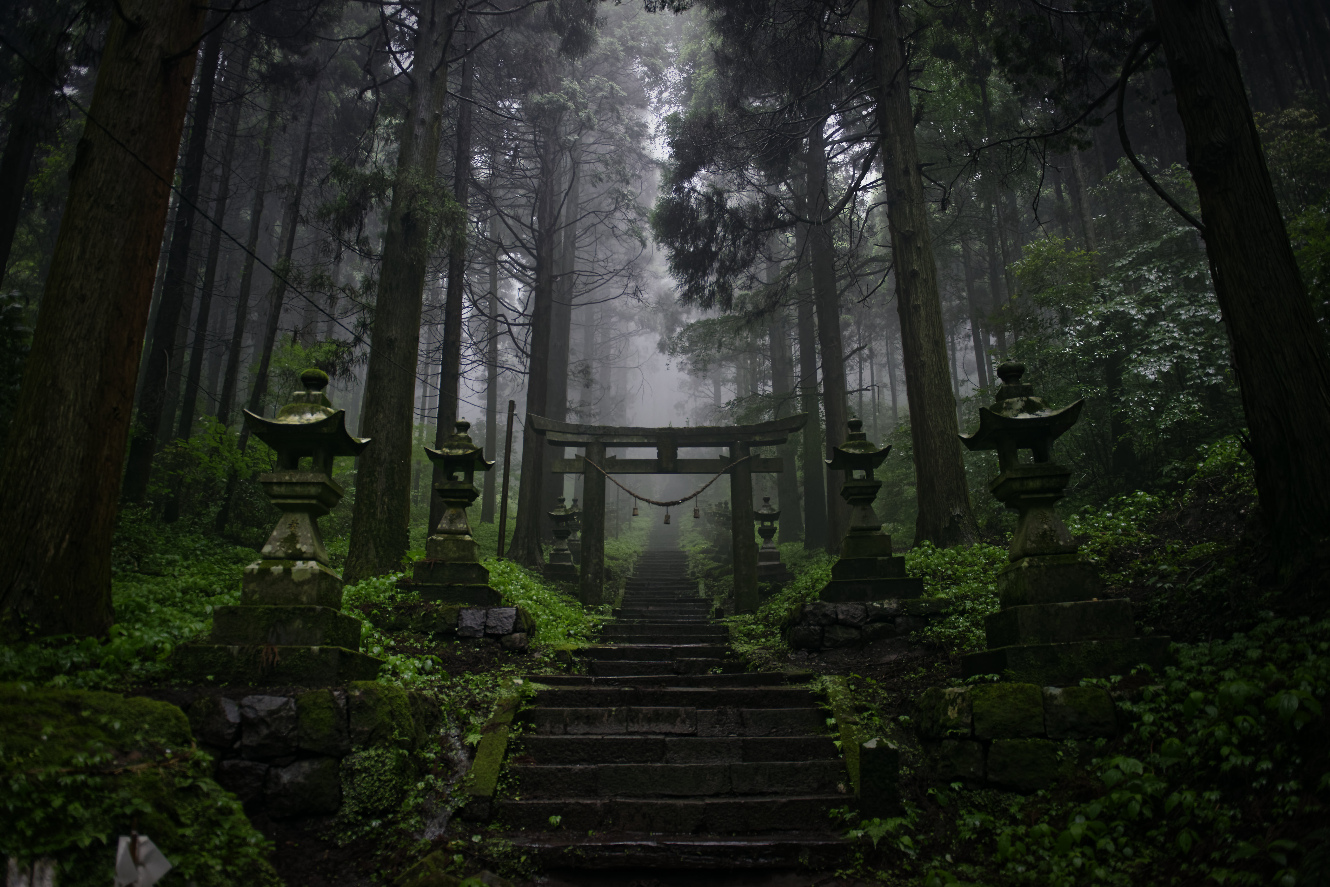 Forest Temple Tropical Forest Asia Dark Mist 5120x3416