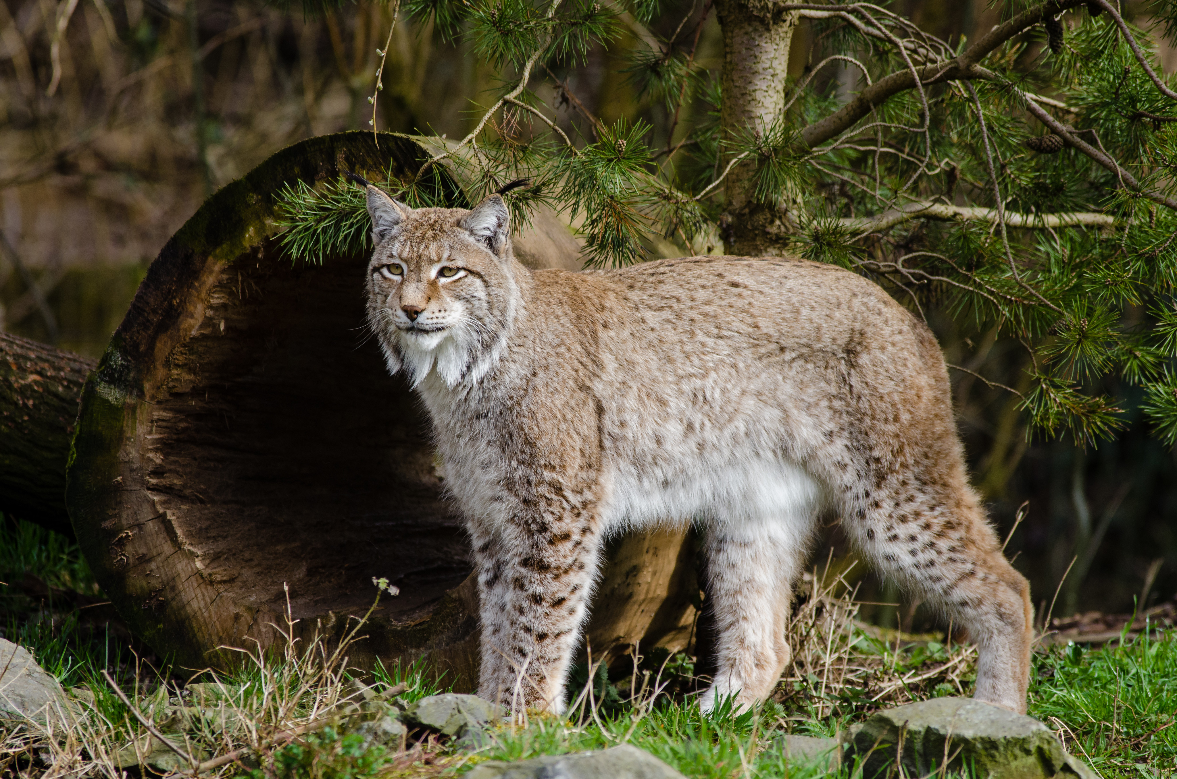 Wildlife Nature Lynx Bobcat Big Cats 4096x2713