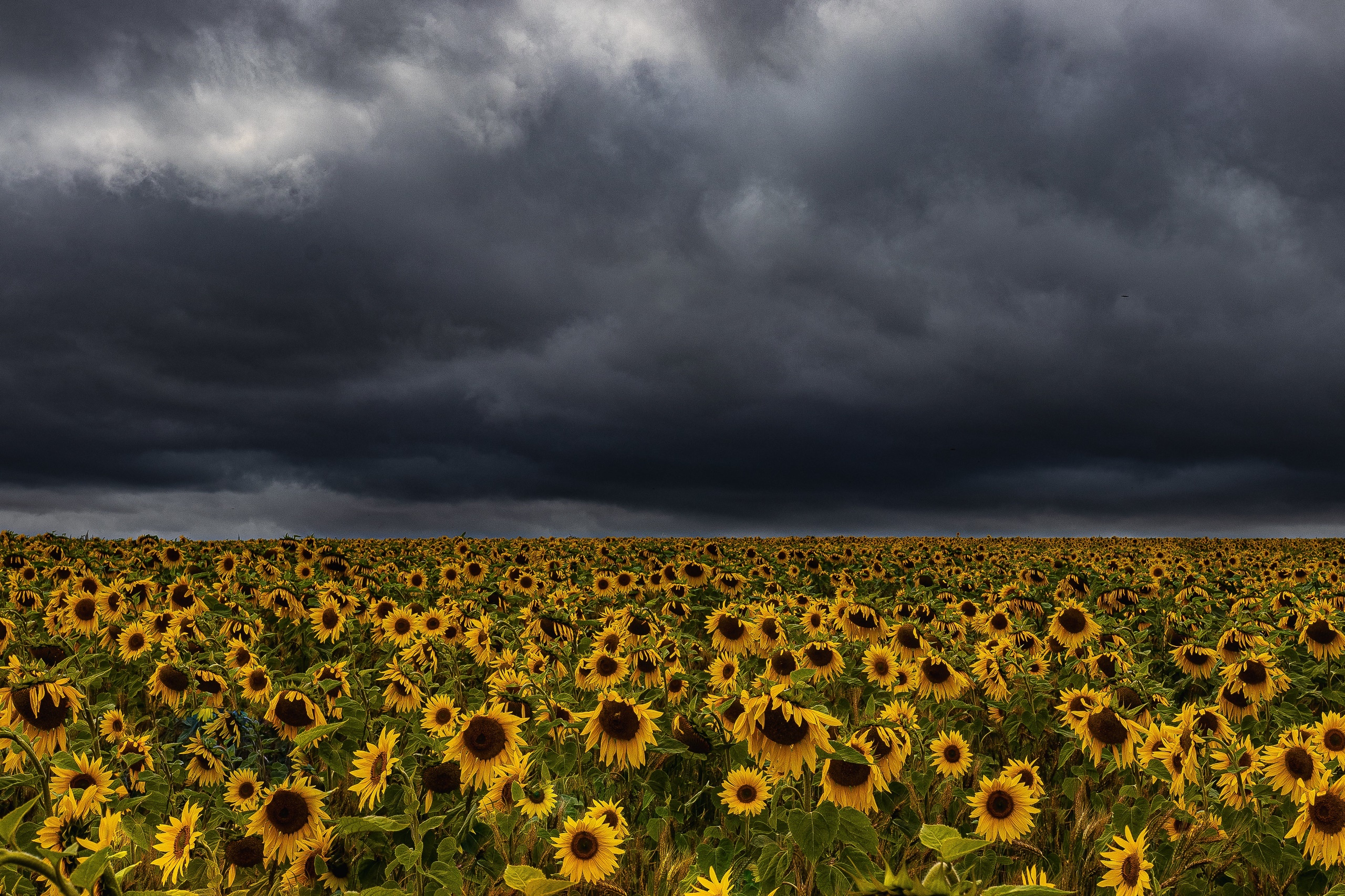 Outdoors Landscape Dark Clouds Field Agro Plants Sunflowers Flowers Yellow Flowers Plants Nature 2560x1707