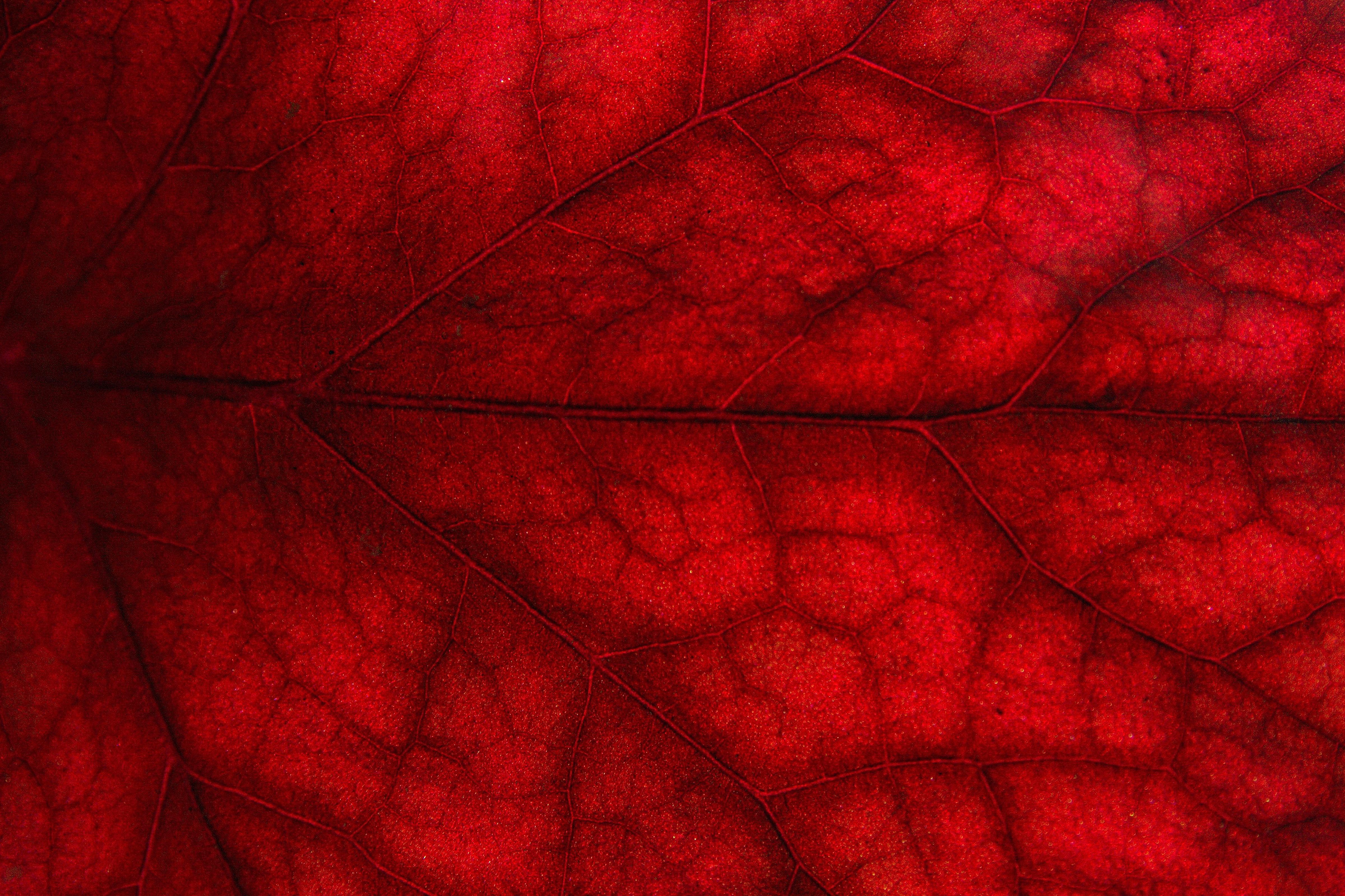 Close Up Leaf Nature Red 4800x3200