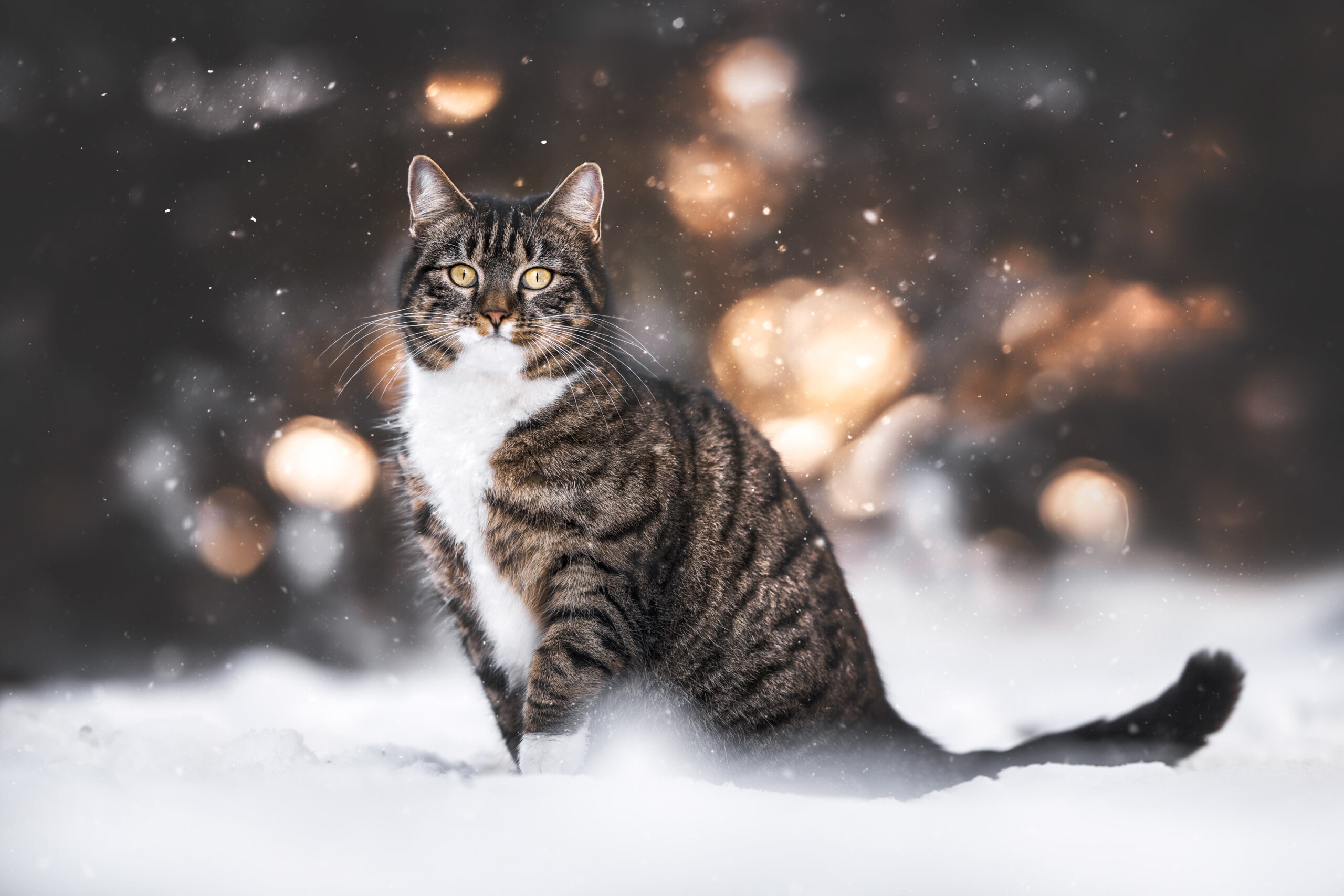Cats Animals Mammals Winter Snow Depth Of Field 2560x1707