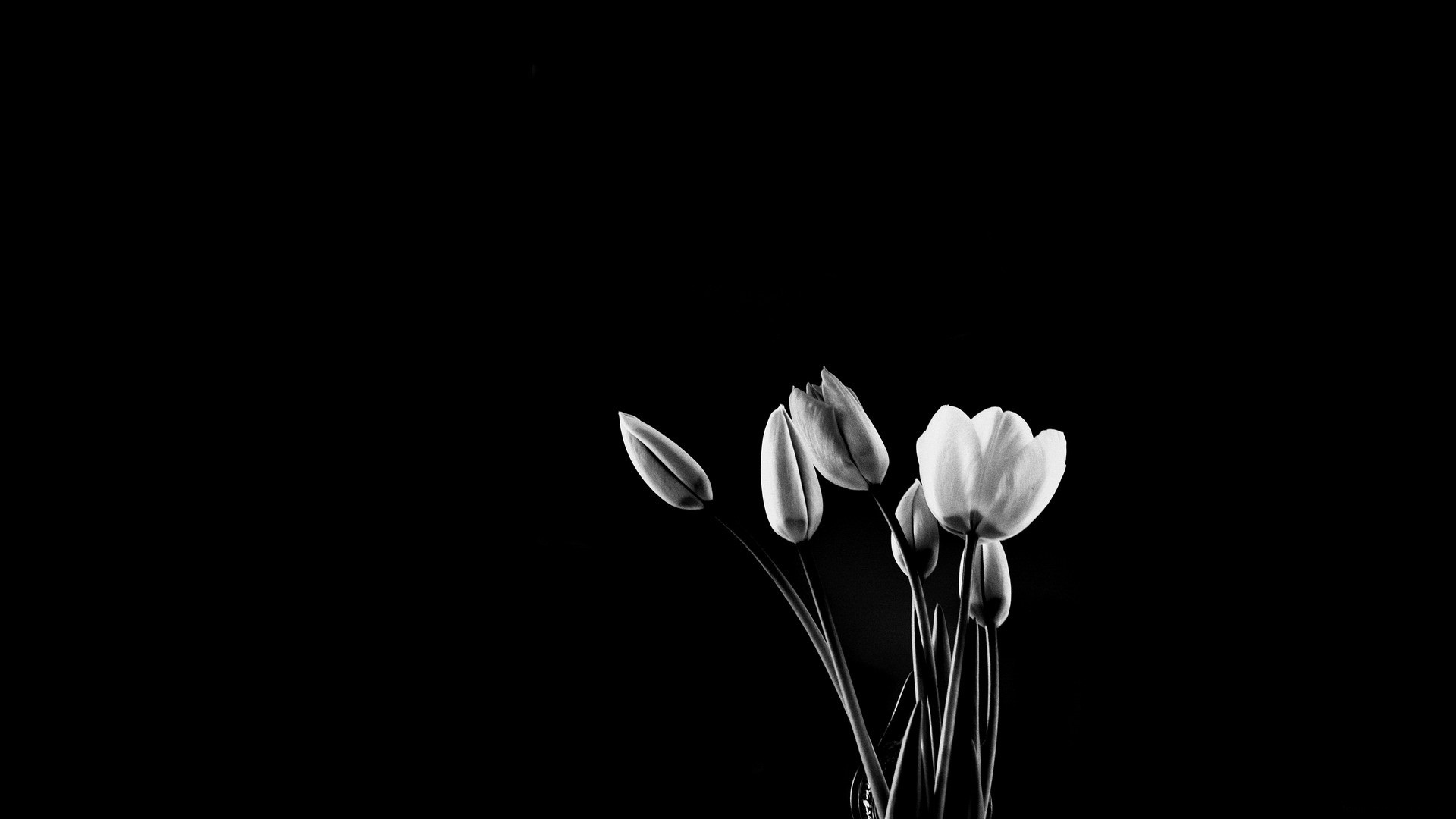 Flower Black Amp White 1920x1080
