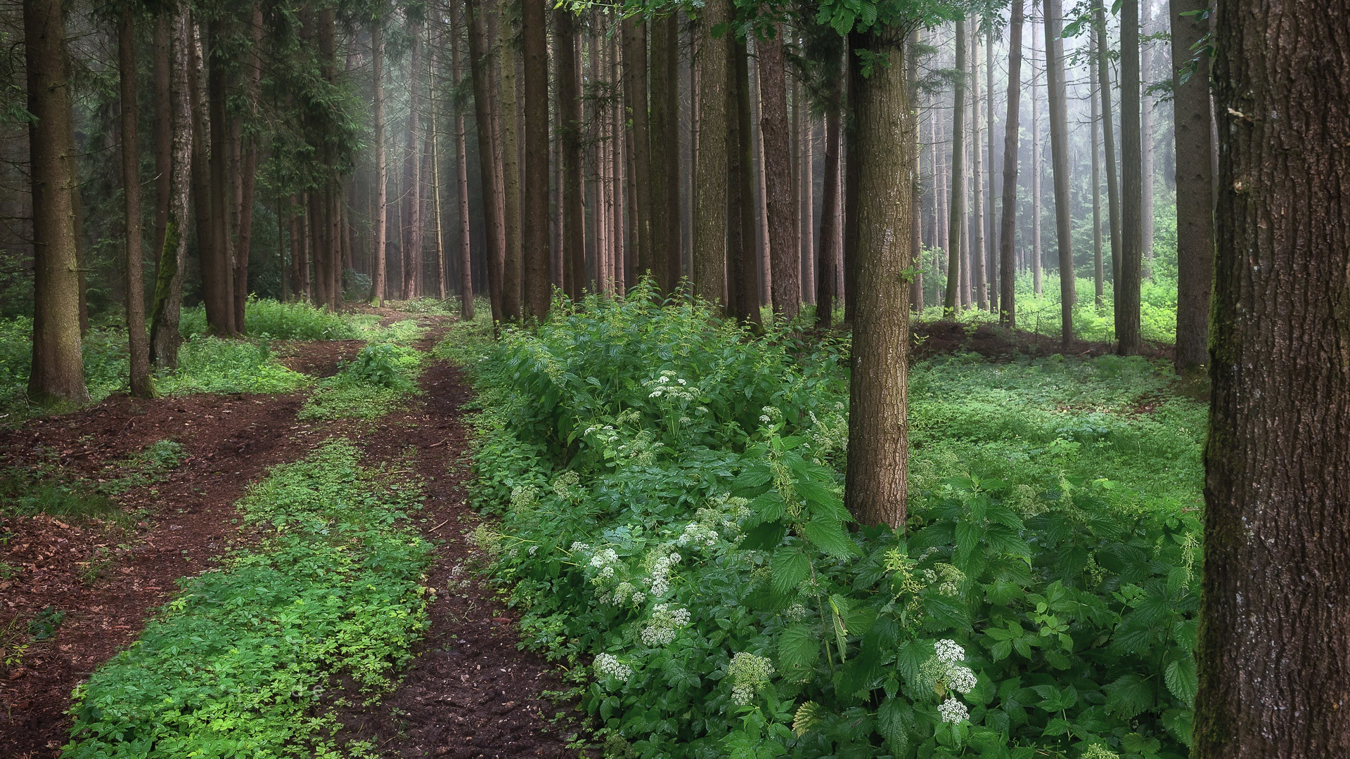 Nature Pathway Trees Forest Outdoors Path 1920x1080