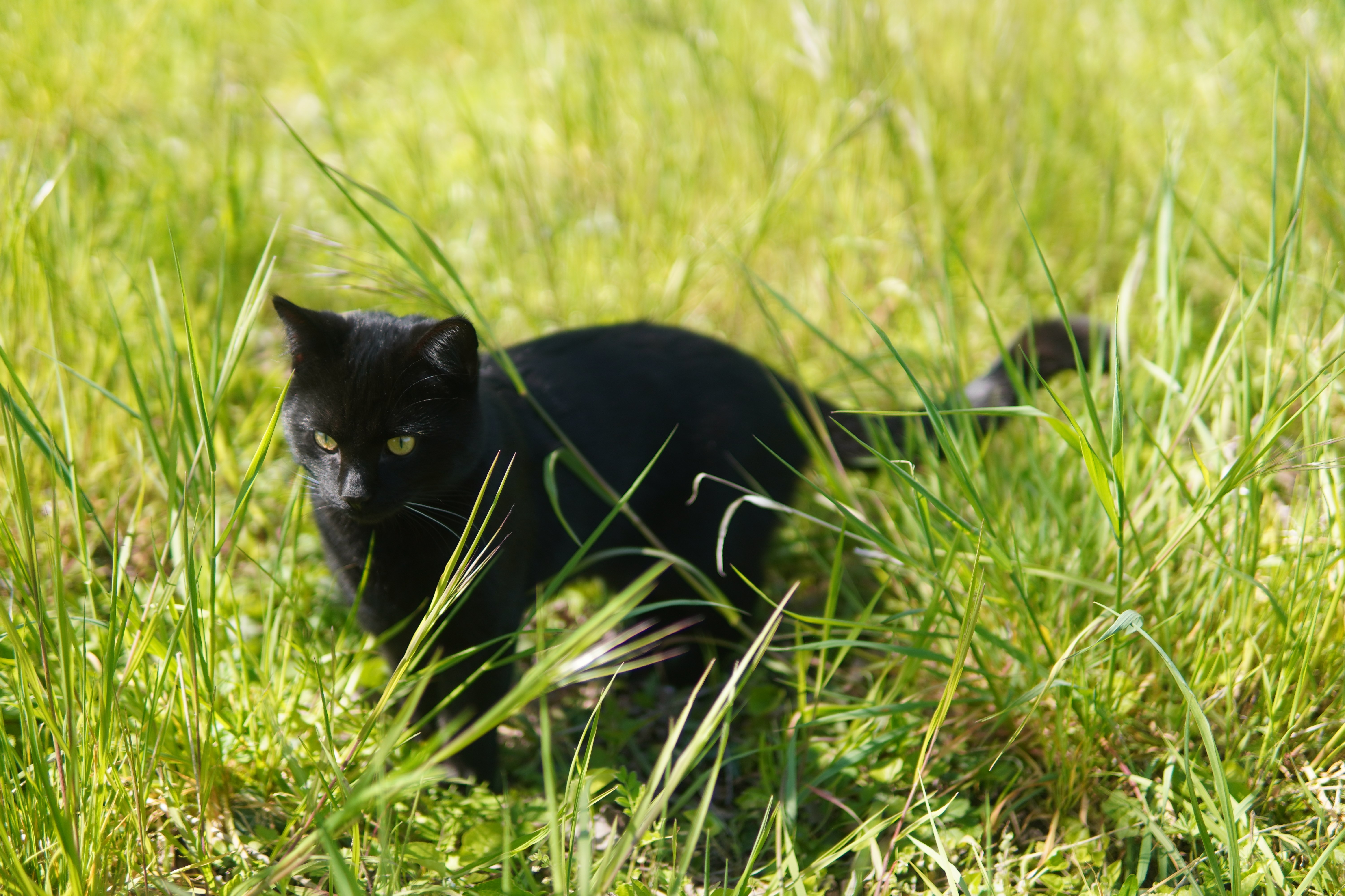 Grass Black Cats Cats Feline Black 6000x4000