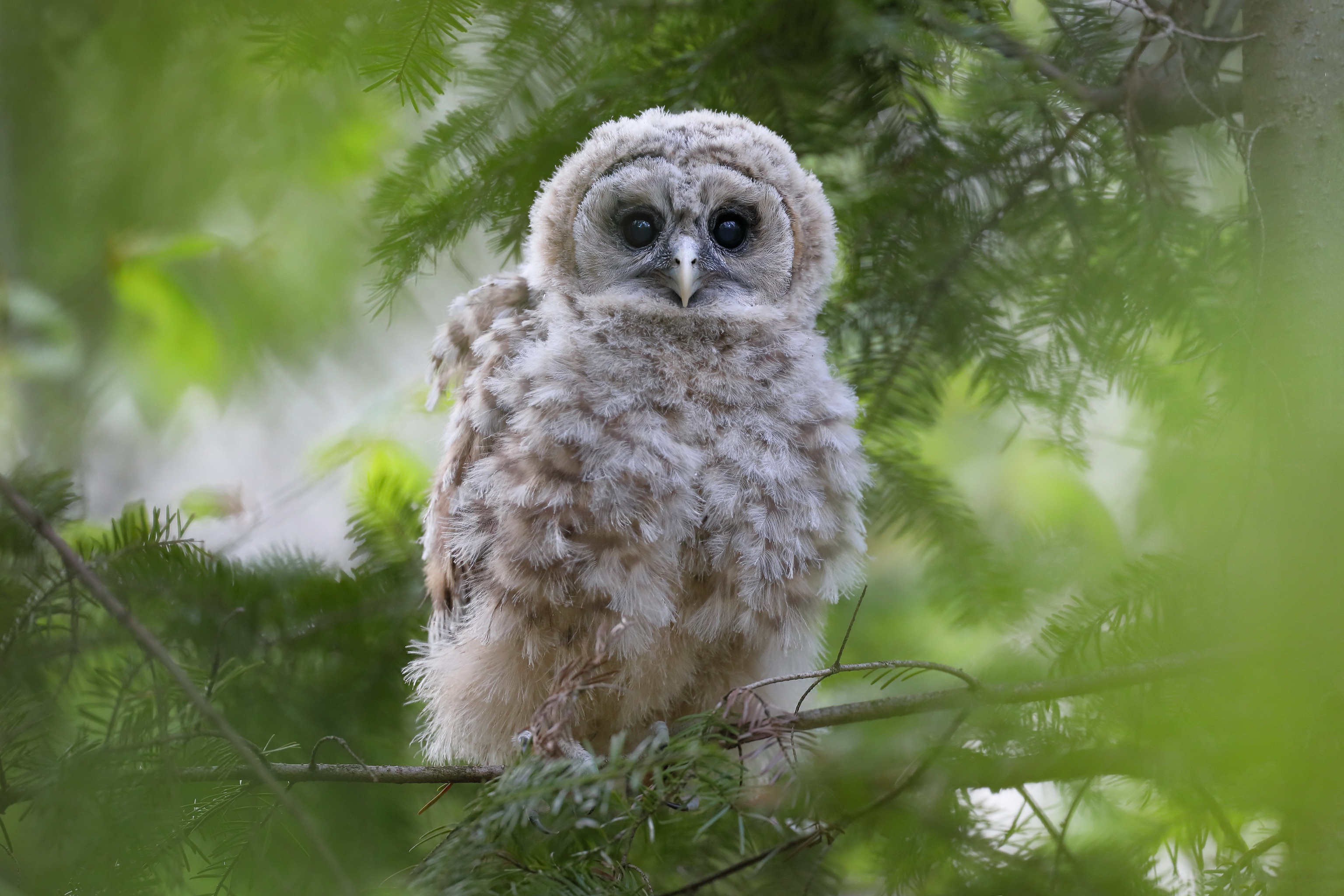 Owl Bird Wildlife 3072x2048