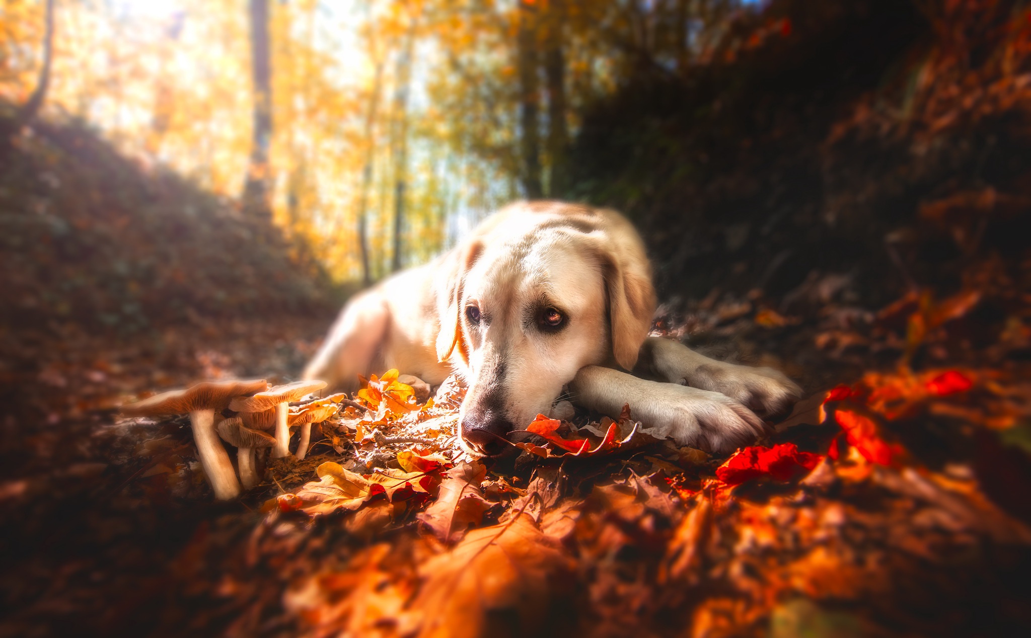 Depth Of Field Dog Fall Leaf Mushroom Resting Sunny 2048x1268