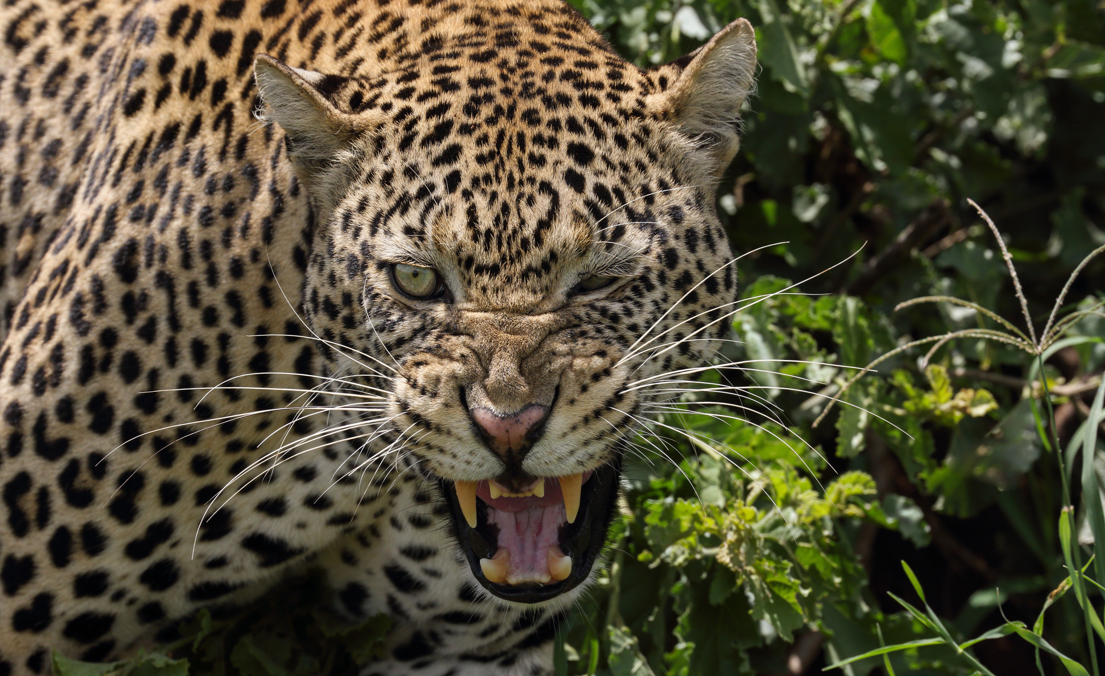 Animal Leopard 2200x1346