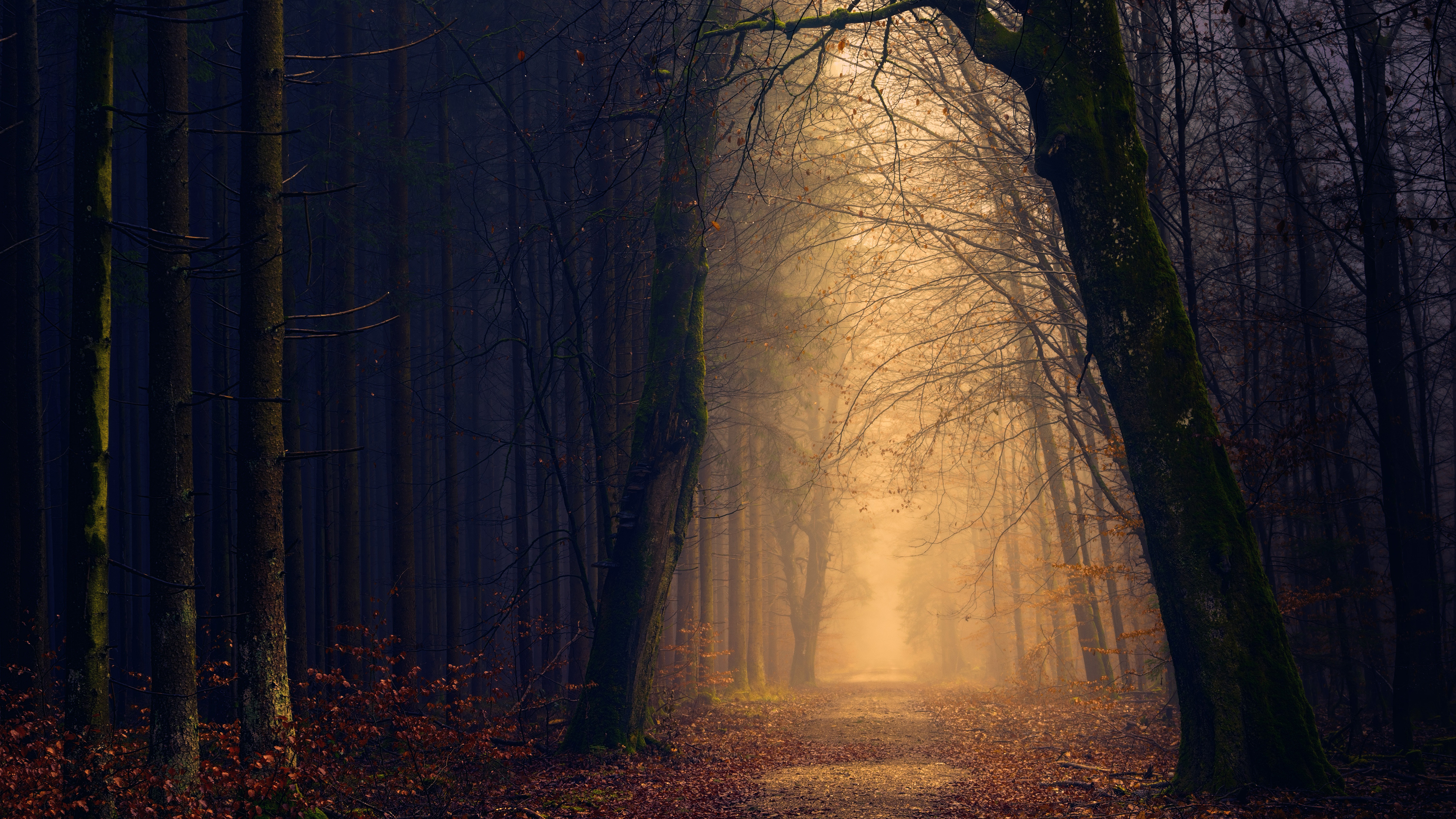 Forest Gloomy Pathway Fall Johannes Plenio 3840x2160