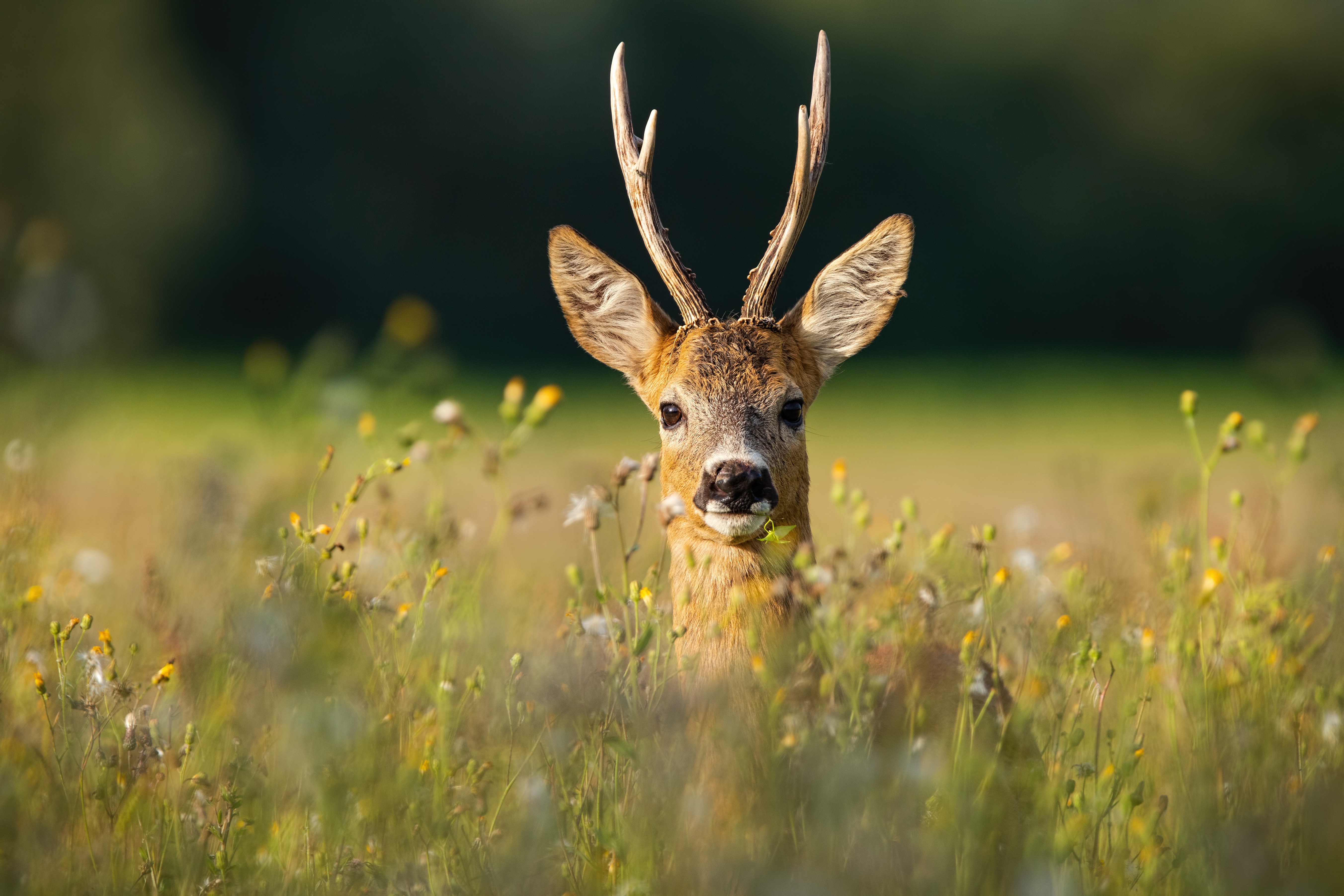 Roe Deer Wildlife 5408x3605