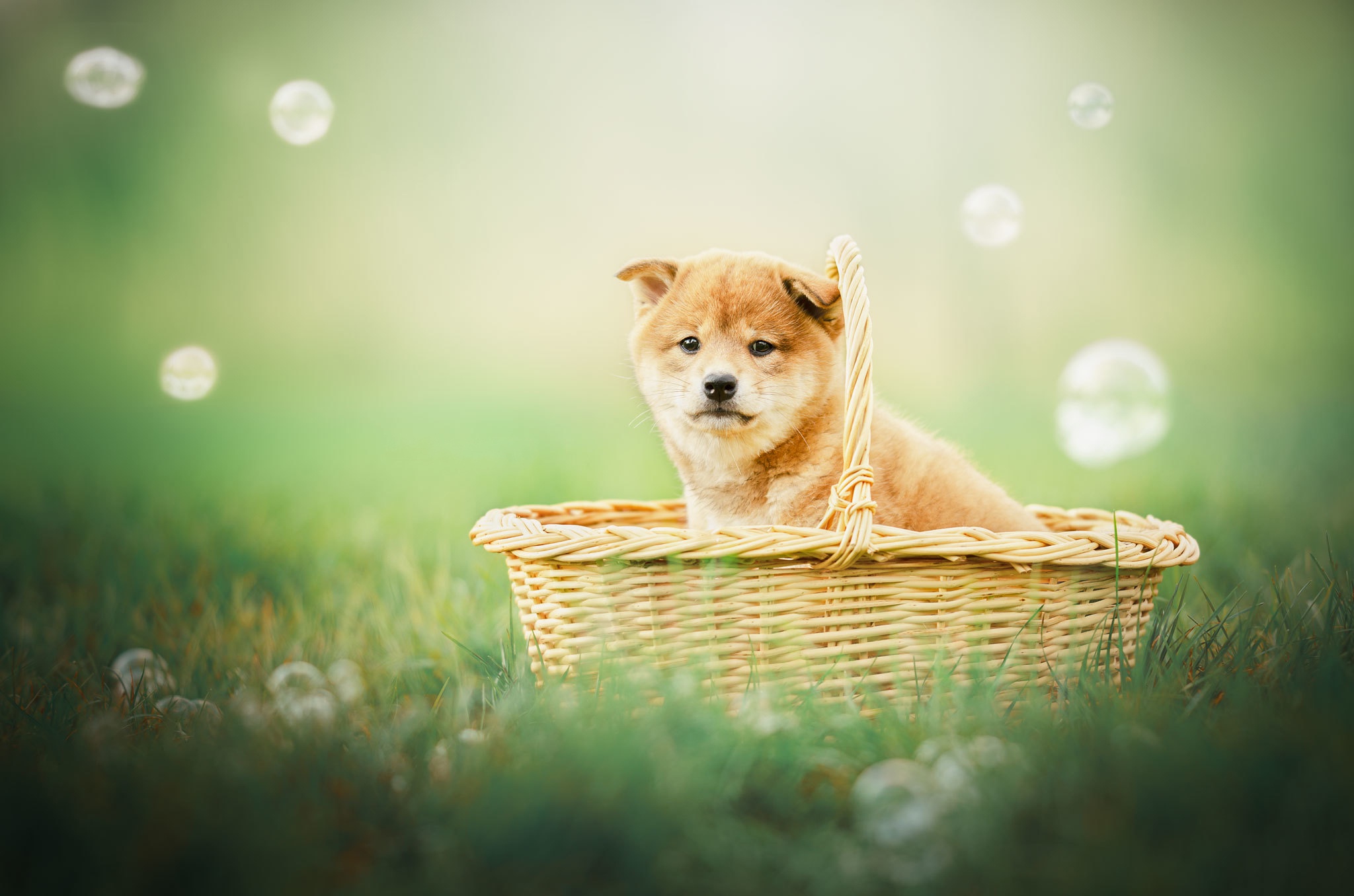 Baby Animal Basket Dog Pet Puppy Shiba Inu 2048x1356