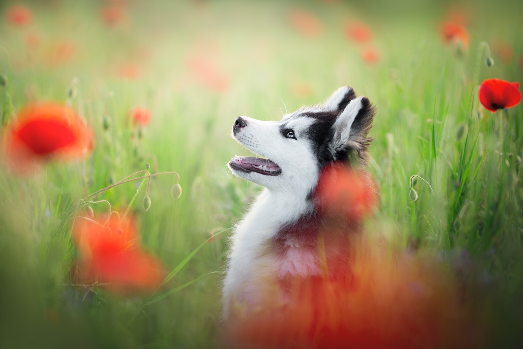 Dog Flower Pet Poppy 2048x1367