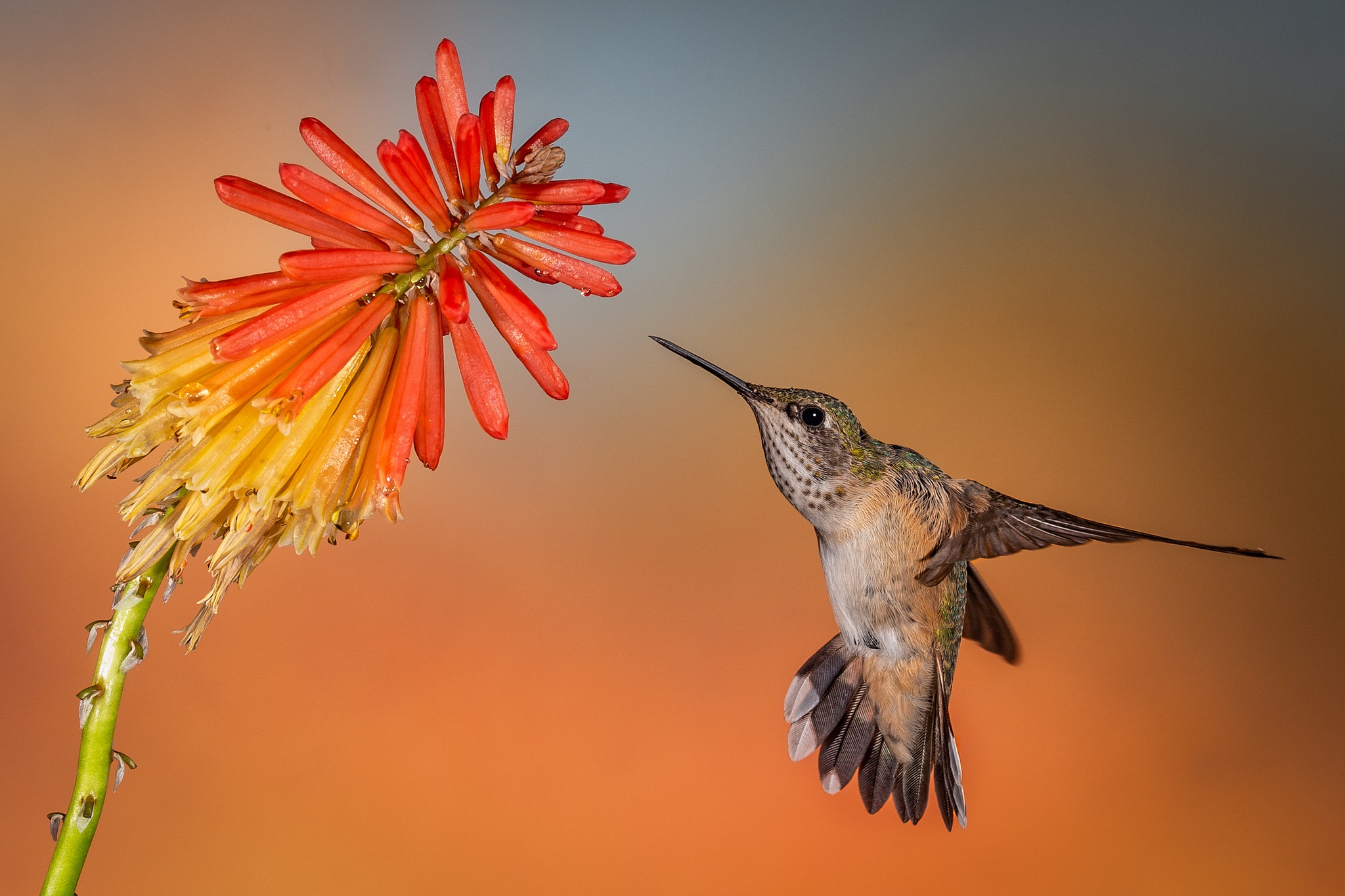 Bird Flower Hummingbird Wildlife 2048x1365