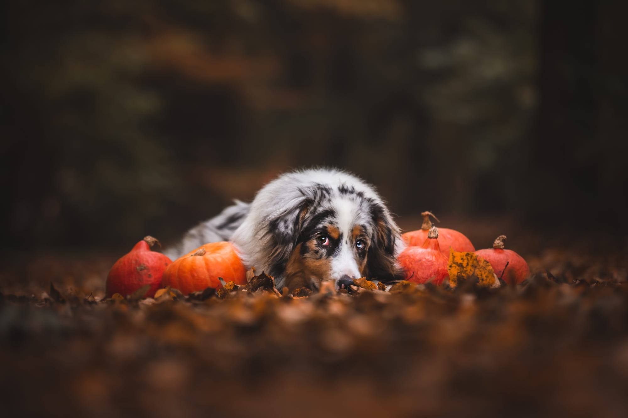 Dog Pet Fall Pumpkin 2000x1333