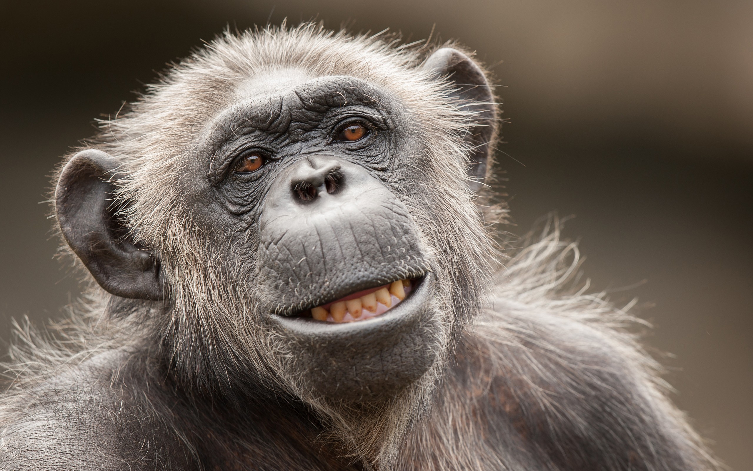 Monkey Primate Close Up 2560x1600