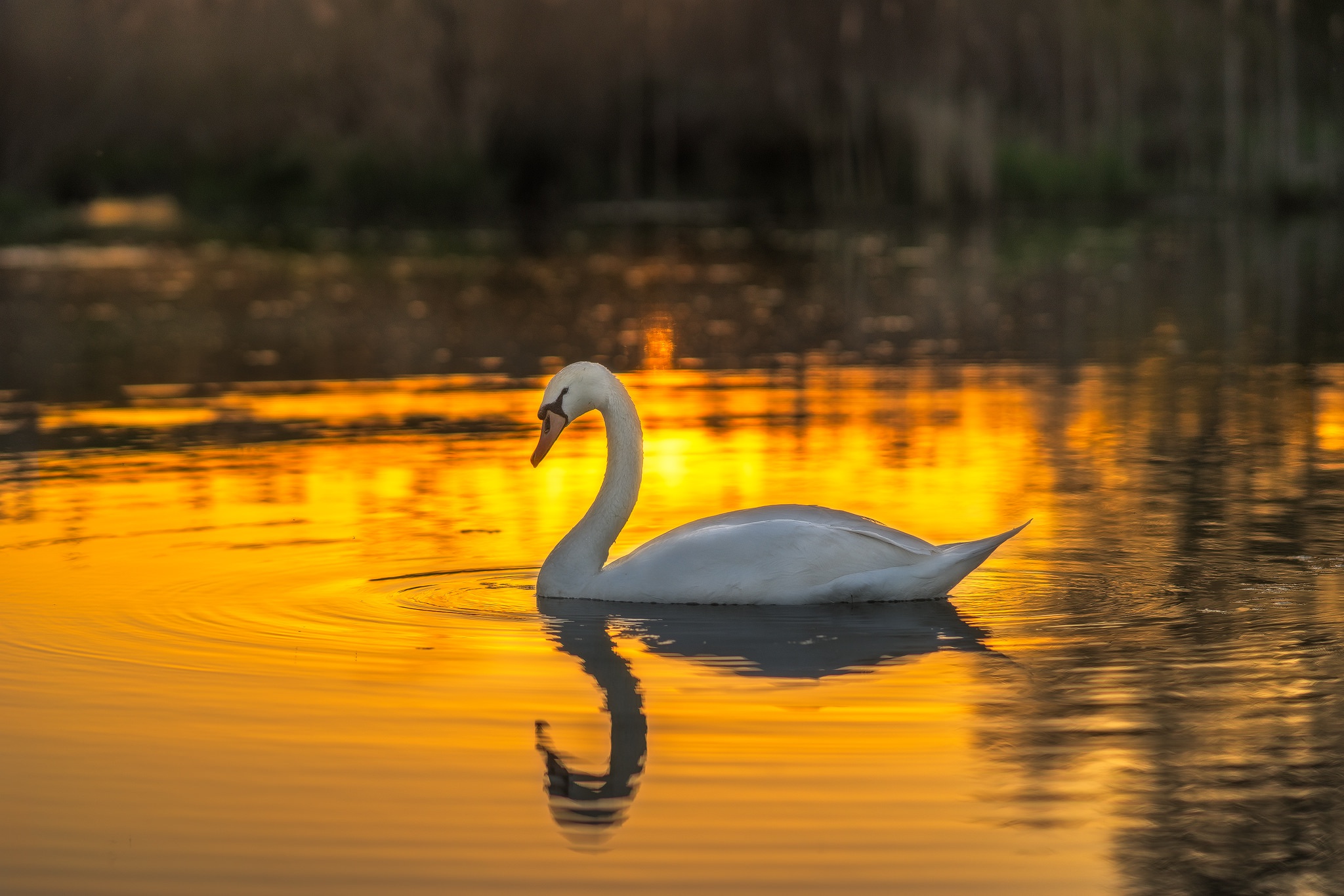 Swan Bird Depth Of Field Reflection Wildlife 2048x1365