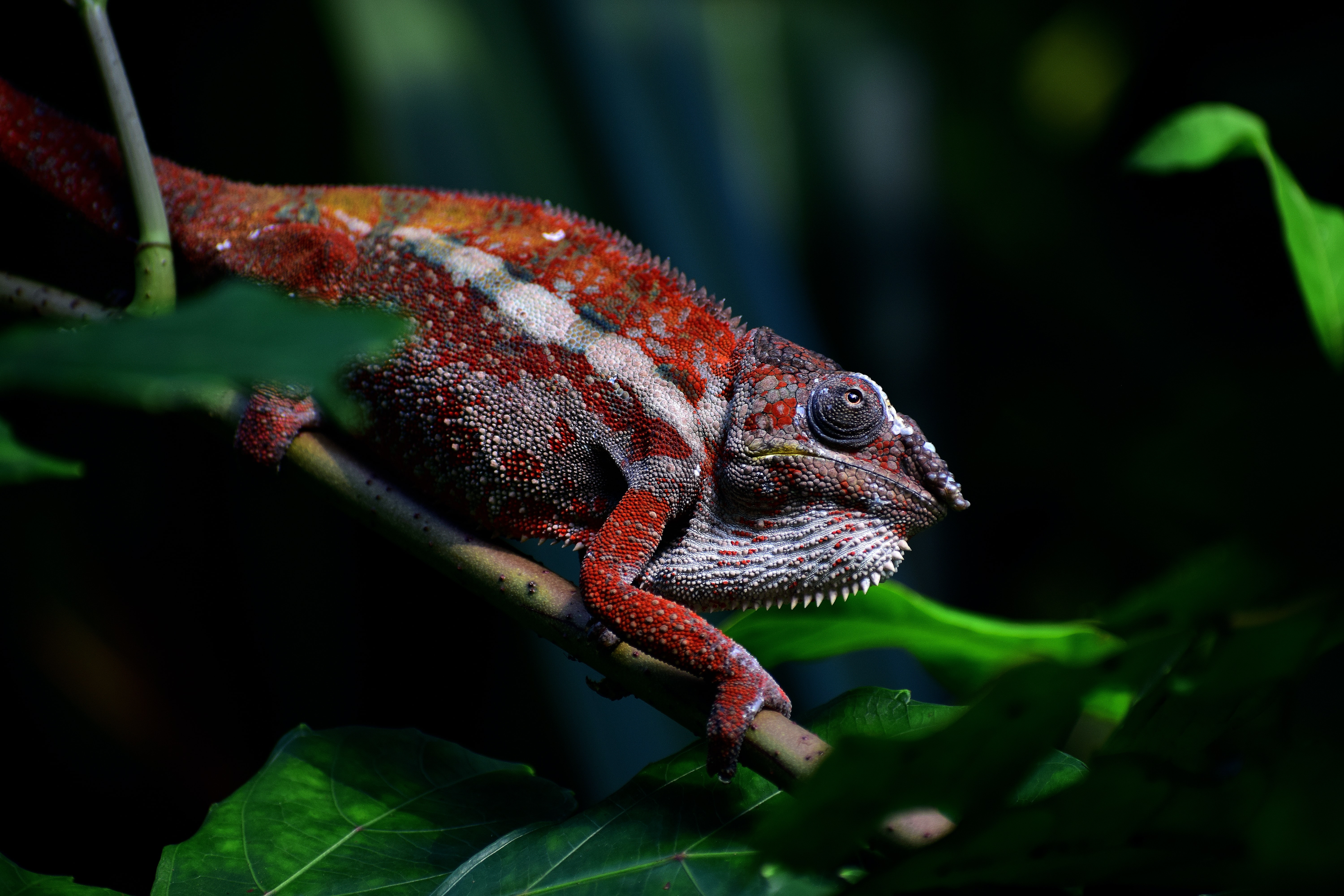 Lizards Chameleons Reptiles Leaves Branch Nature Animals 6000x4000