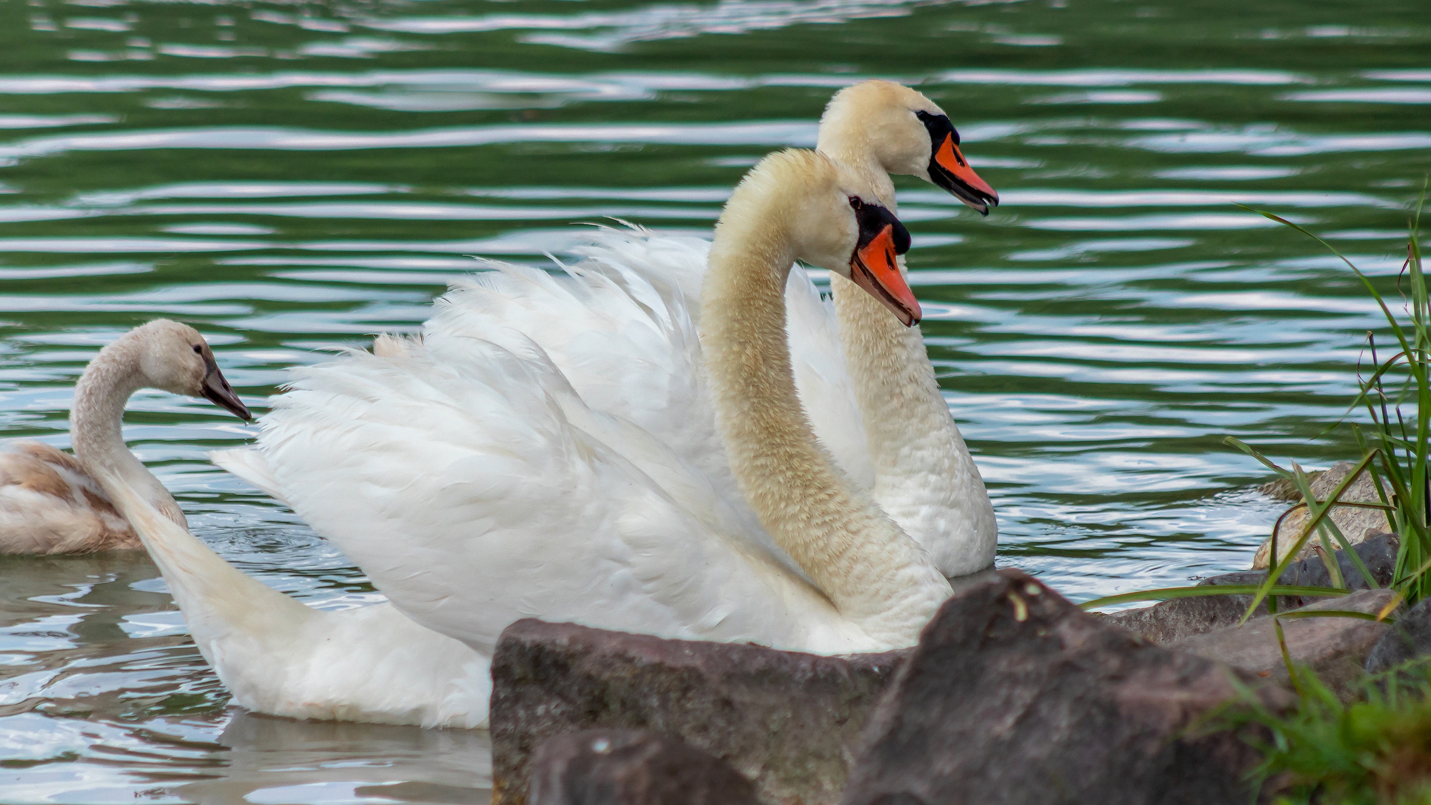 Animal Mute Swan 2880x1620
