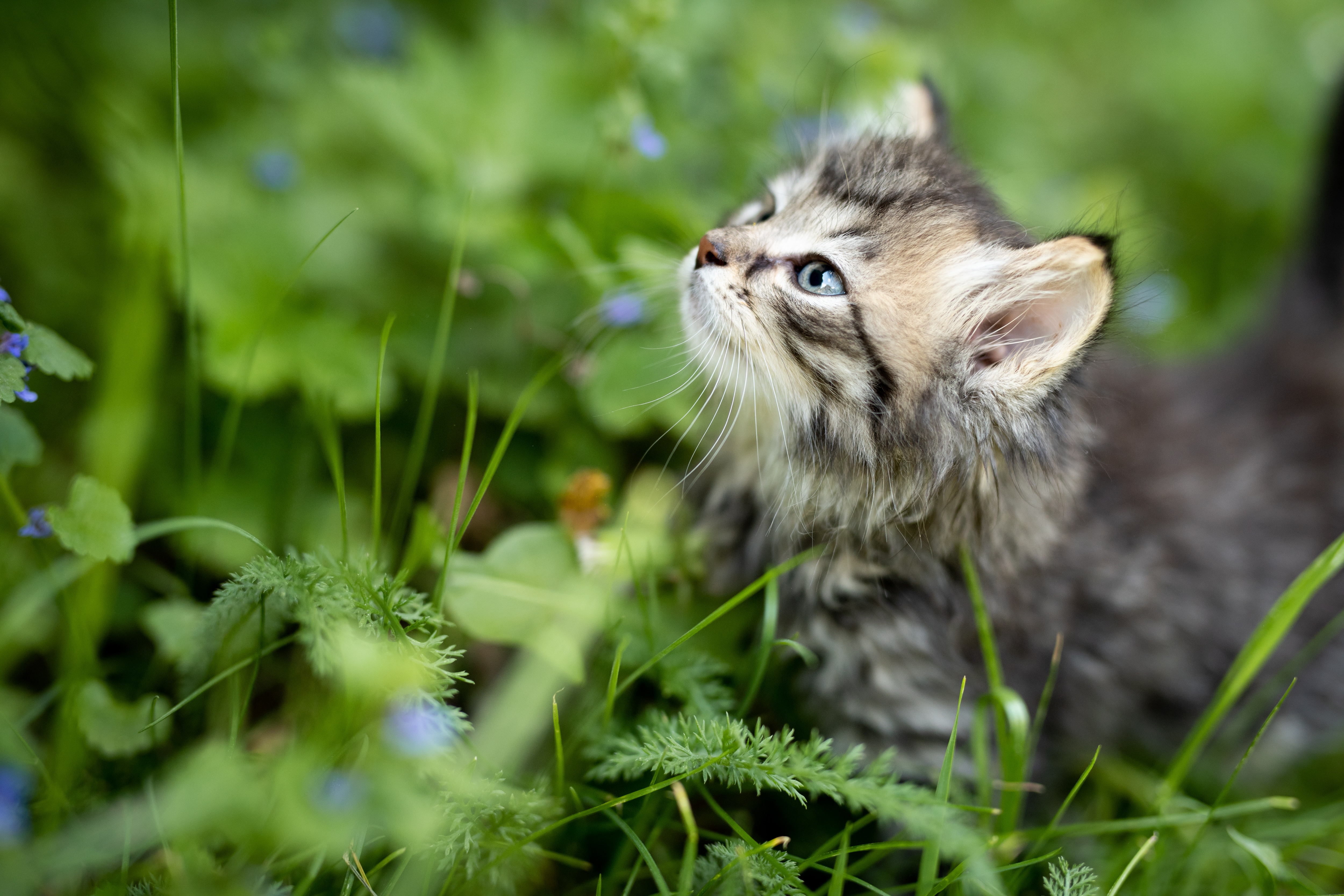 Baby Animal Cat Kitten Pet 5000x3337