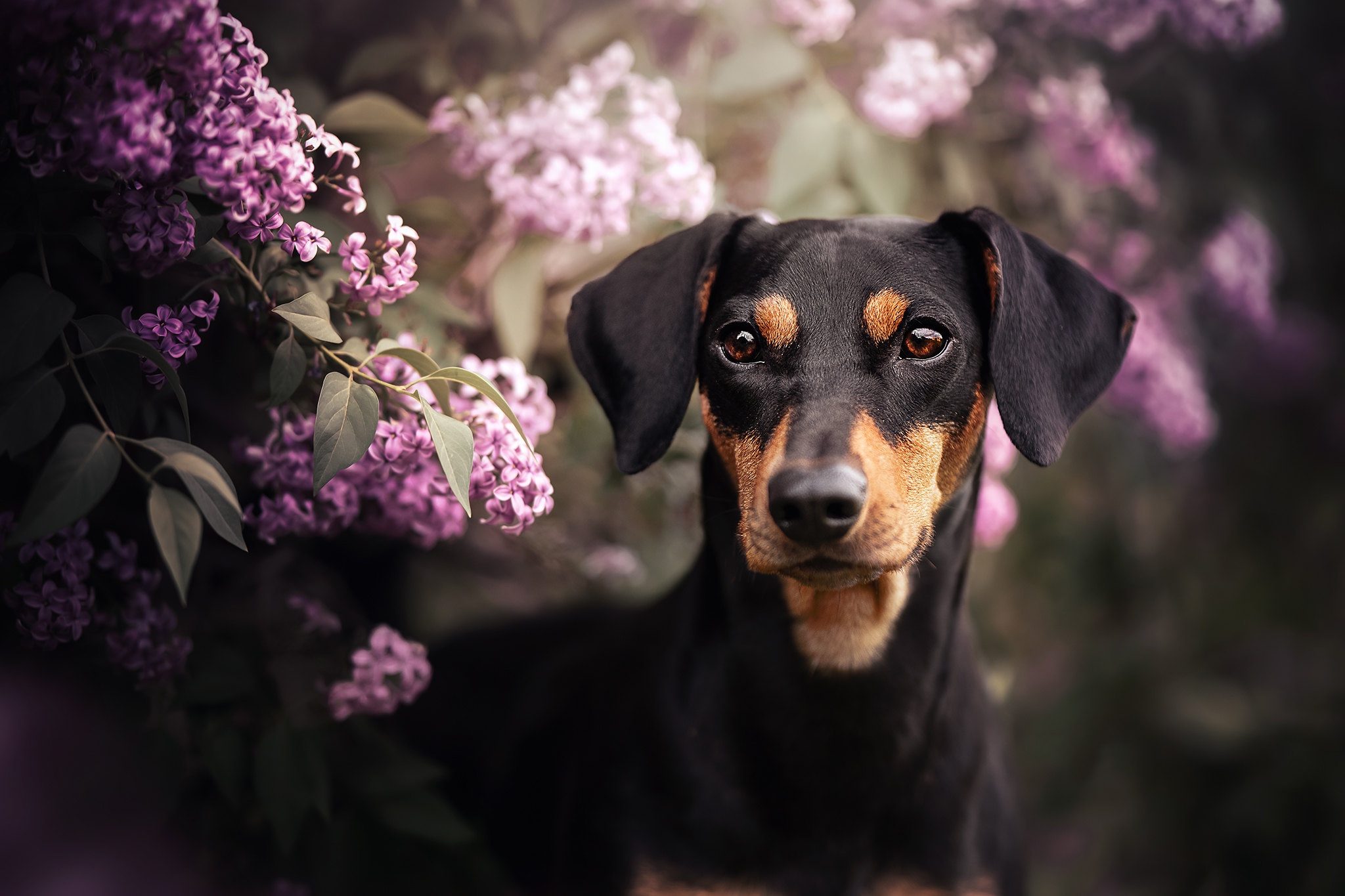 Dog Lilac Pink Flower Pet 2048x1365