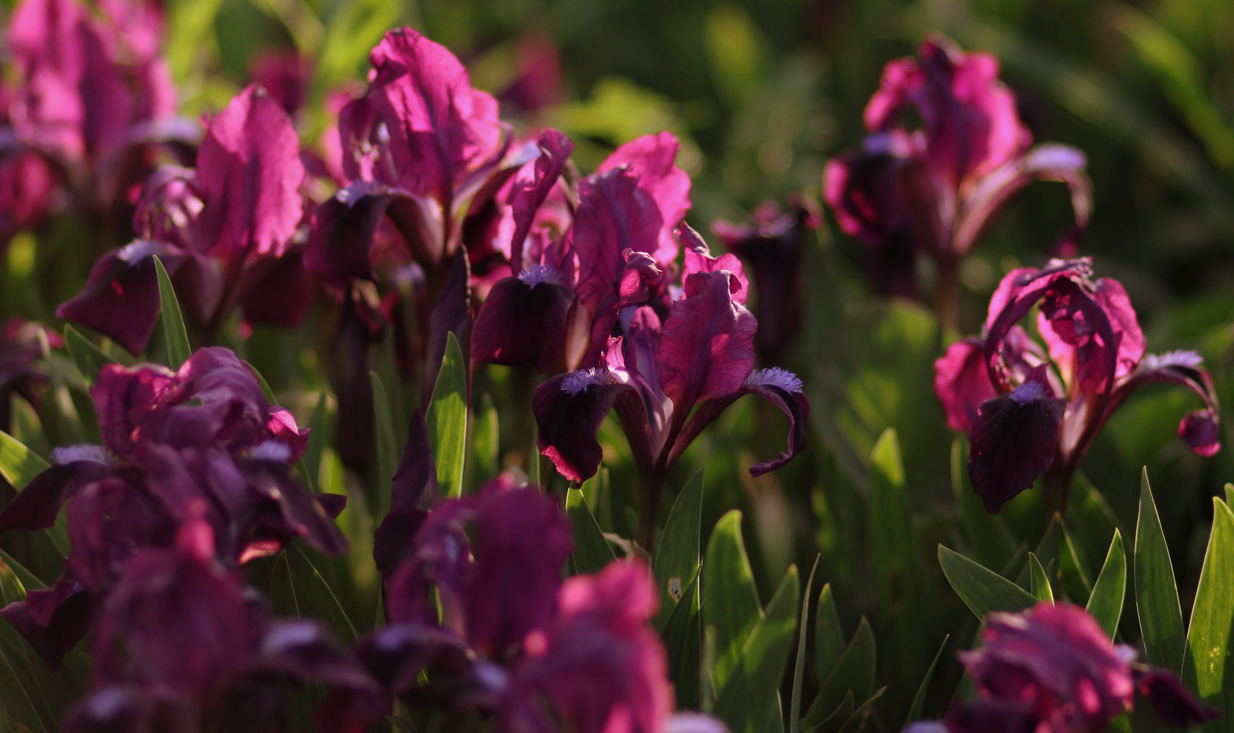 Close Up Flower Nature Pink Flower 4295x2553