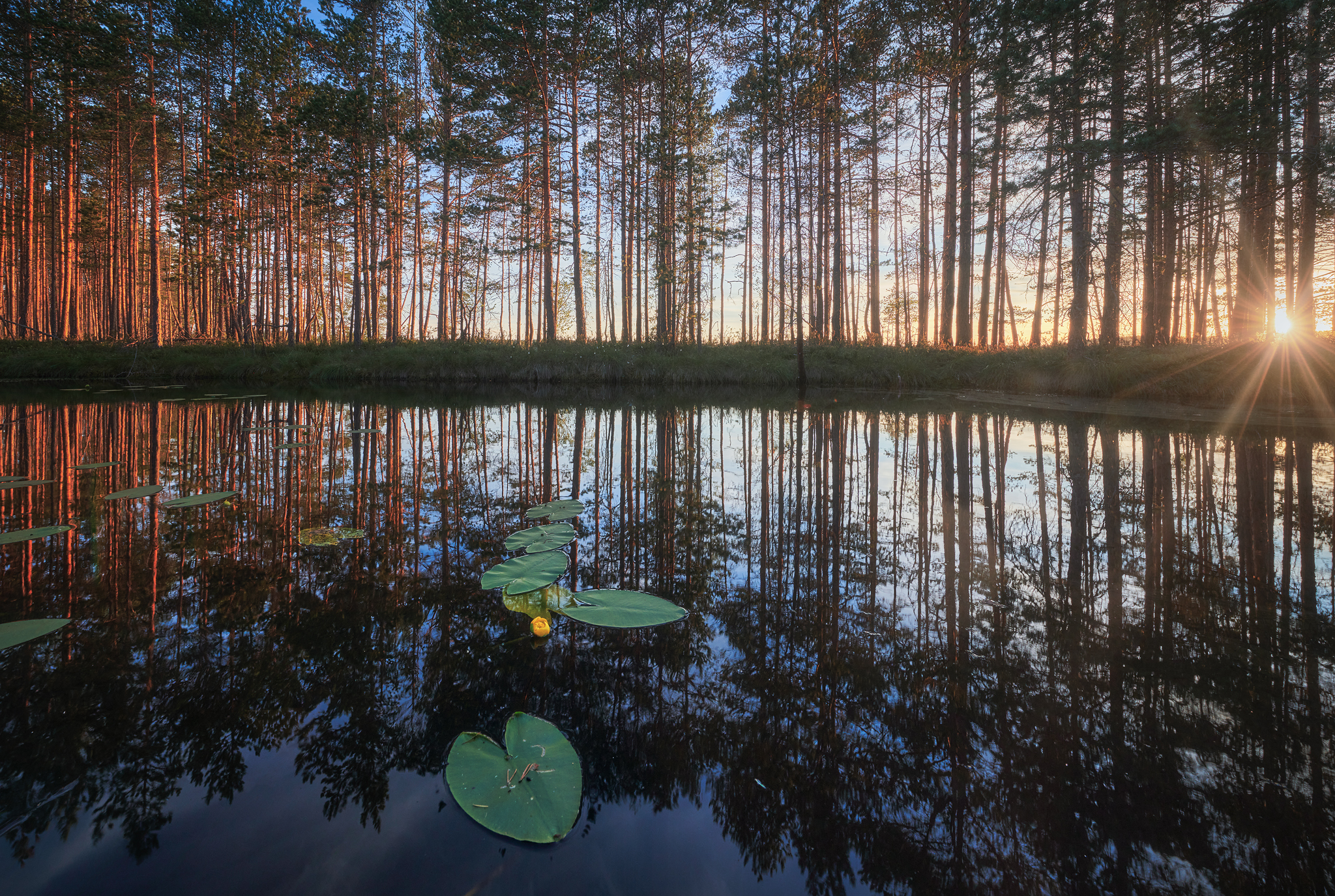 Water Lily Pads Nature Trees Sunlight Sunset Reflection Photography Outdoors Anton Kononov 2048x1376