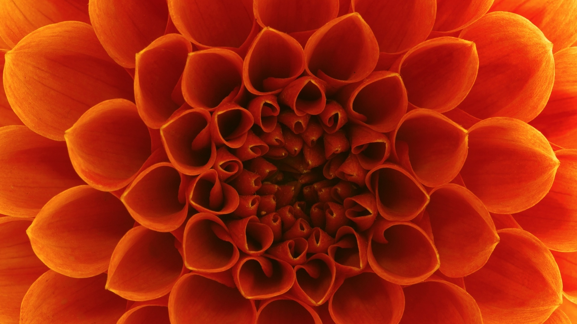Flower Close Up Orange Flower 1920x1080