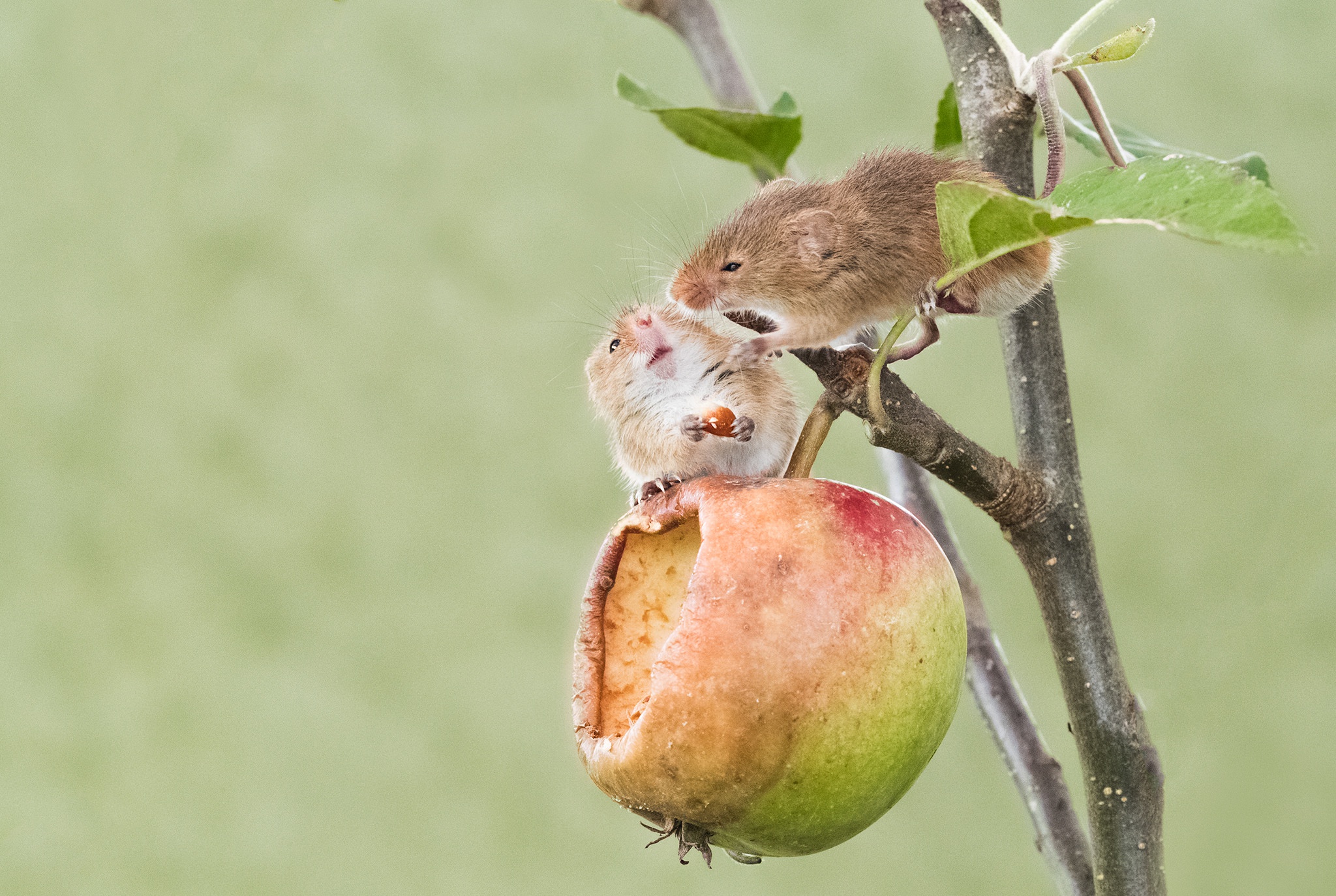 Animals Mammals Mice Apples Fruit Nature 2048x1374