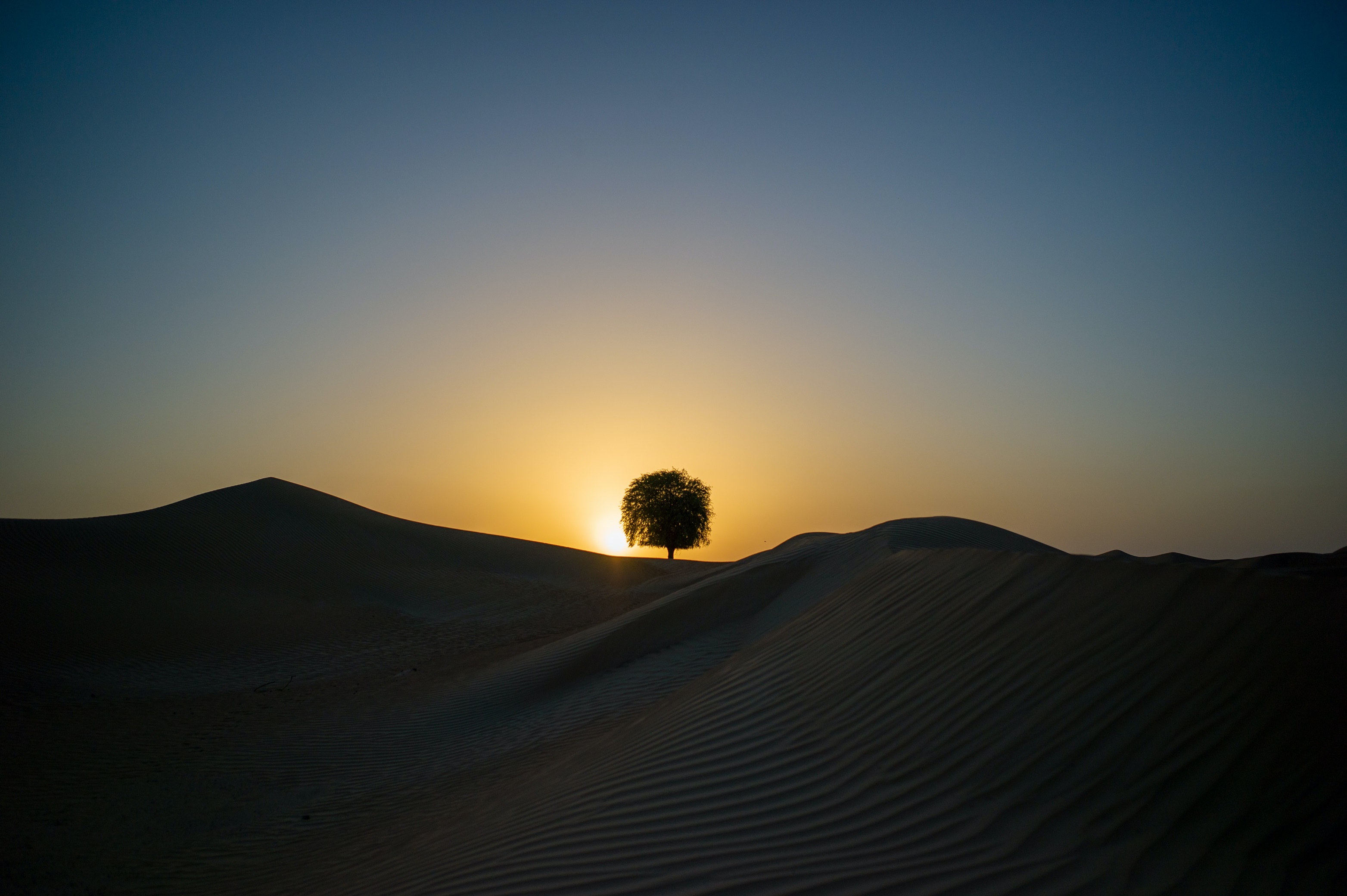 Landscape Silhouette Trees Desert Sunset Sky Sunlight Nature 3127x2081