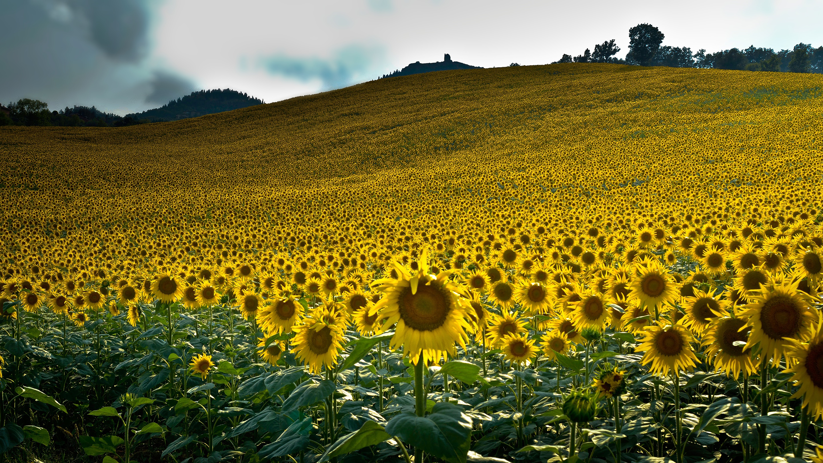 Field Summer Yellow Flower 2880x1620